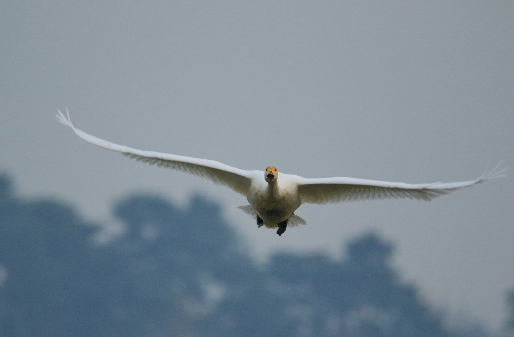 白鳥の撮影 越冬地 多々良沼 としぞうさんの館林市の活動データ Yamap ヤマップ