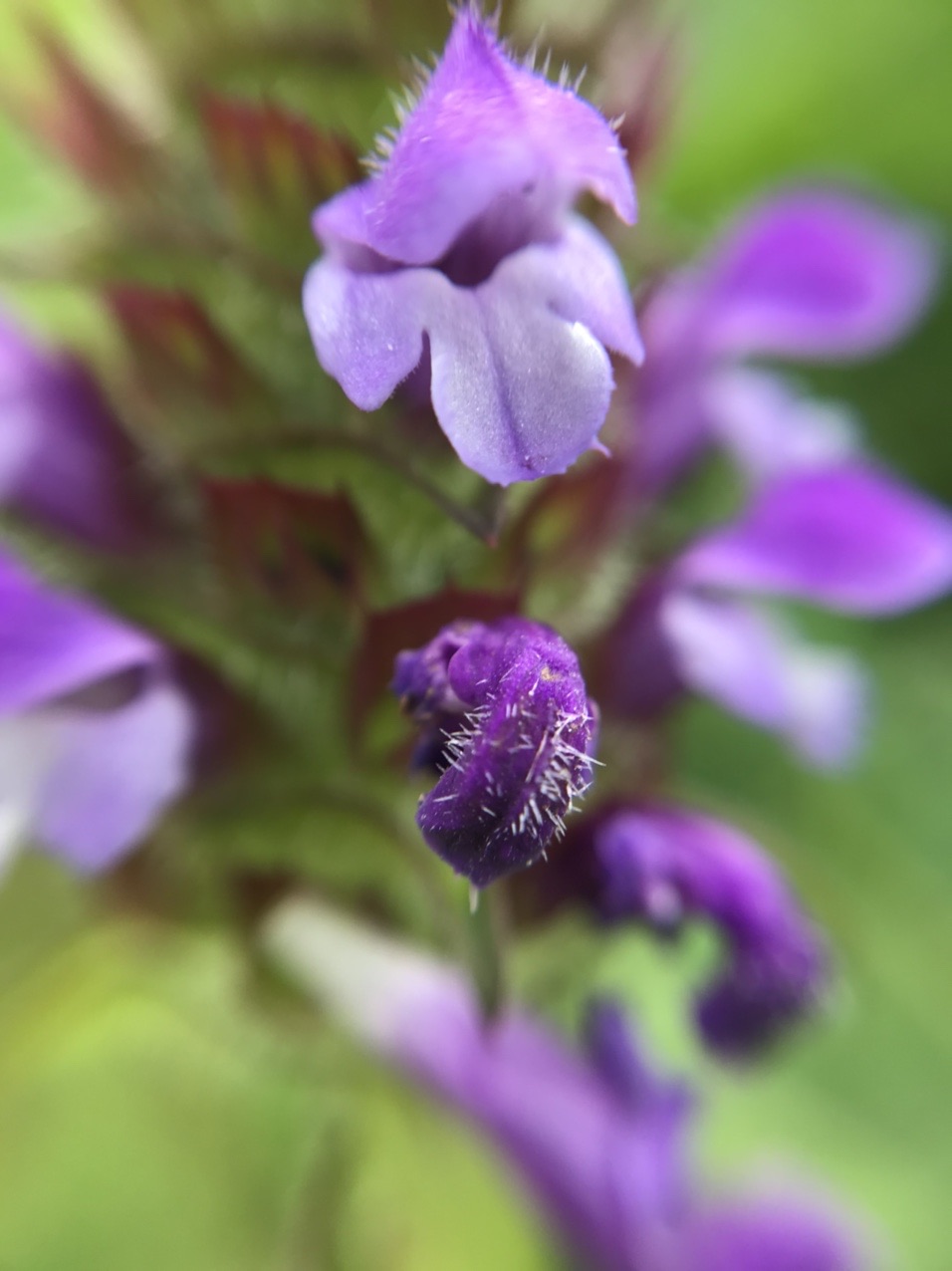 県外脱出 でマクロの世界 基山 Mj23さんの天拝山 基山の活動データ Yamap ヤマップ