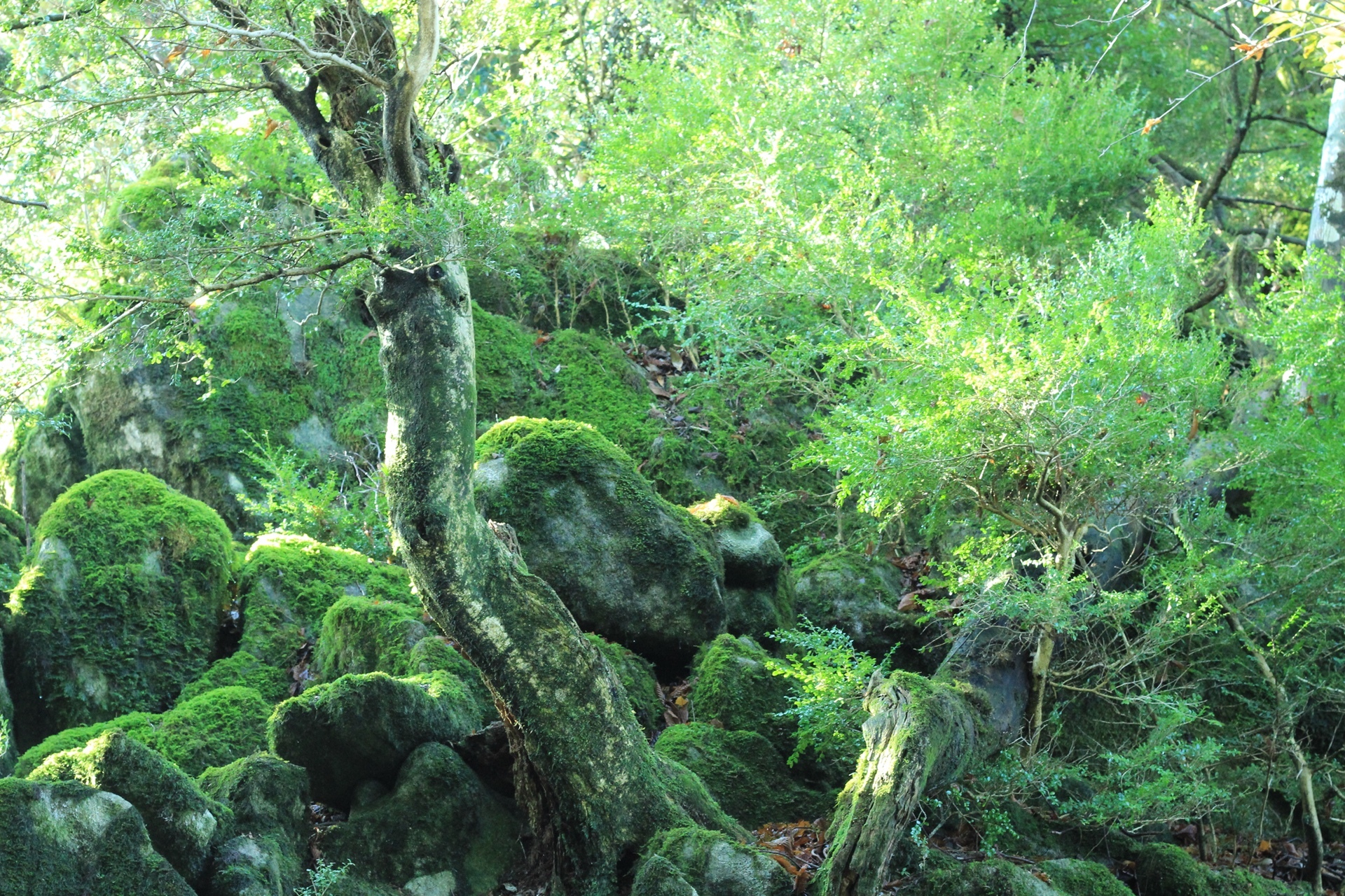 雨上がりの古処山 ツルツル滑るよ Daisagan さんの古処山 屏山 馬見山 江川岳の活動日記 Yamap ヤマップ