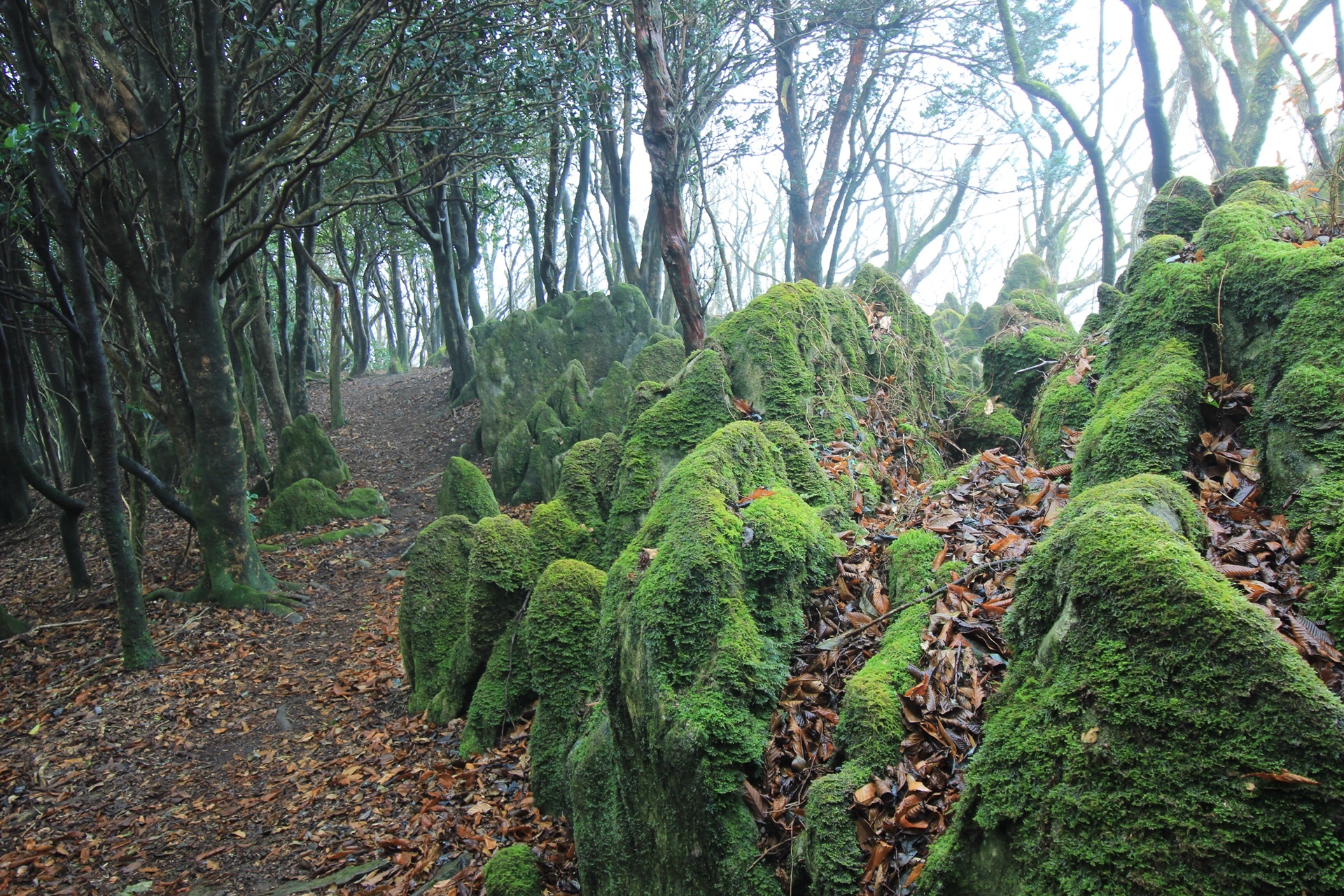 雨上がりの古処山 ツルツル滑るよ Daisagan さんの古処山 屏山 馬見山 江川岳の活動日記 Yamap ヤマップ