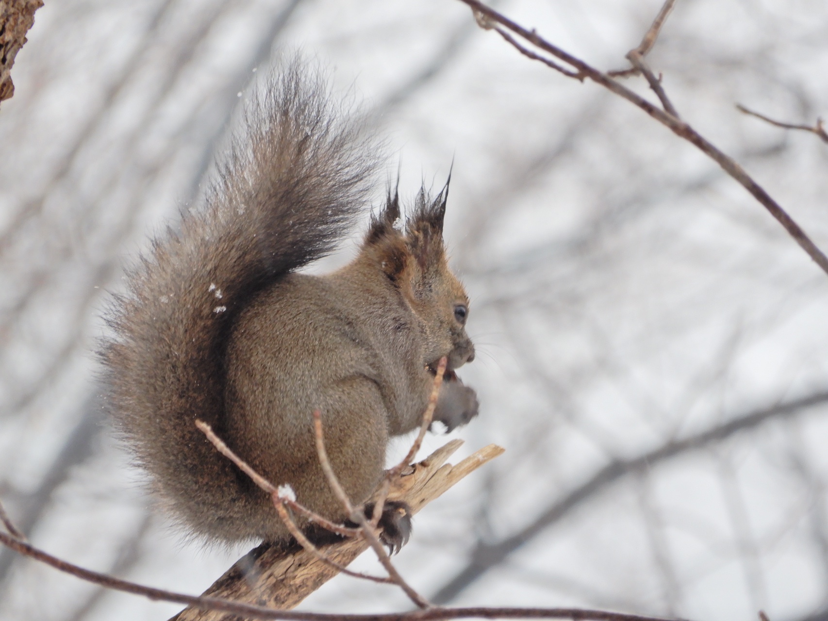 エゾリスってデカイよね Sammyさんの三角山 大倉山 円山の活動データ Yamap ヤマップ