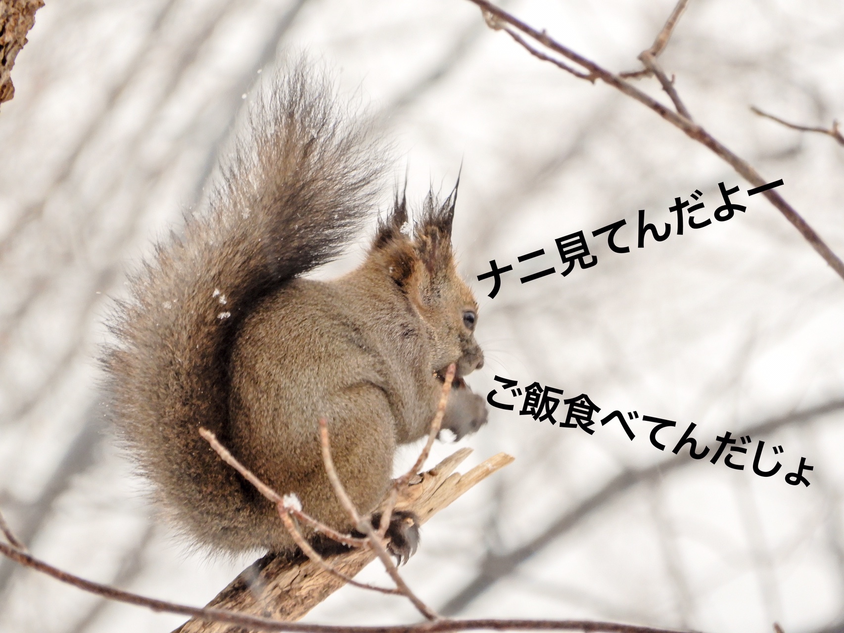 エゾリスってデカイよね Sammyさんの三角山 大倉山 円山の活動データ Yamap ヤマップ