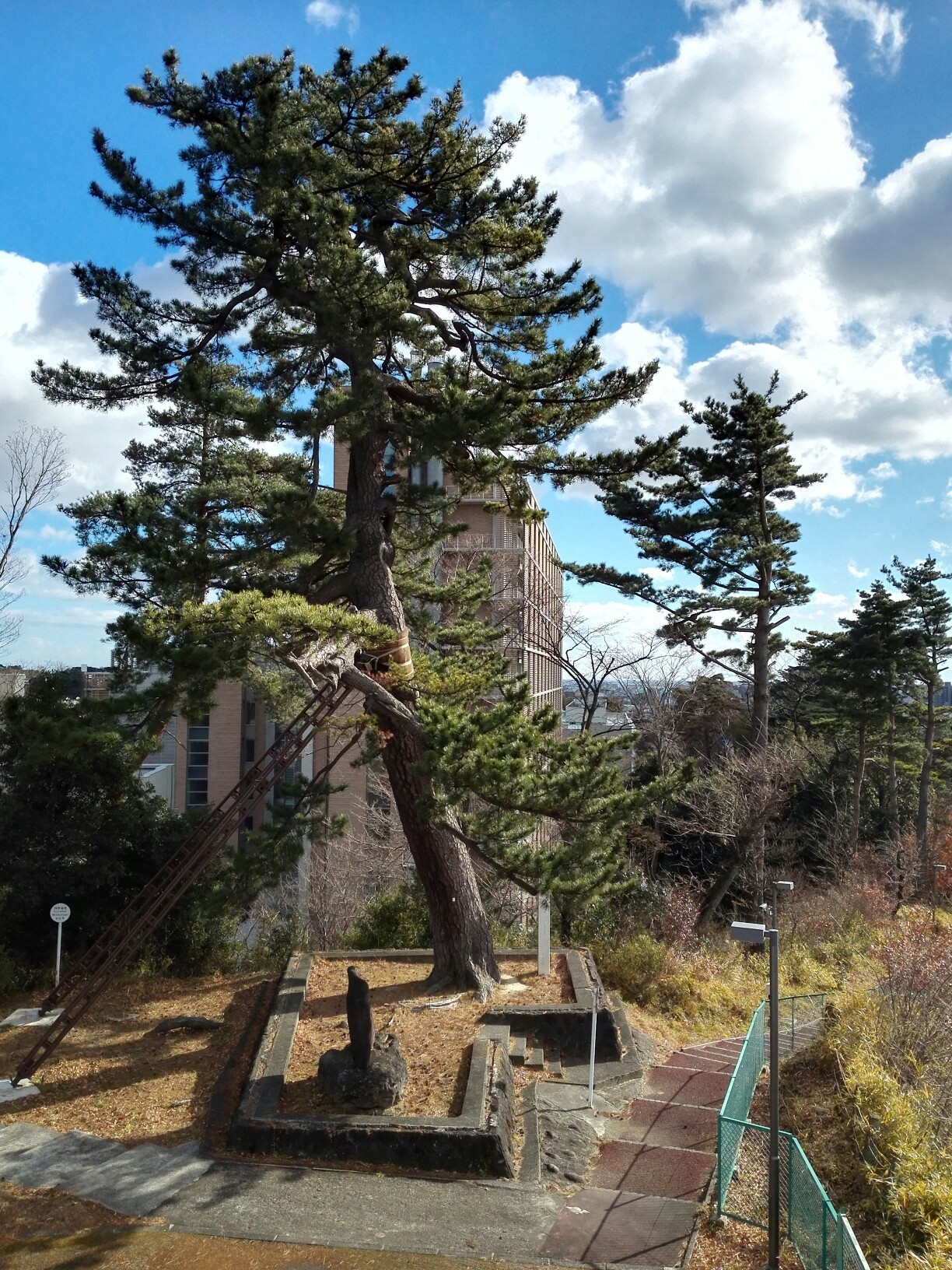 仙台市内 台原界隈を歩く かぱぢさんの仙台市の活動日記 Yamap ヤマップ