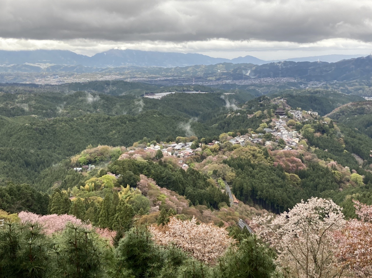 吉野山桜 ハイキング 上千本 奥千本 宮滝 青根ヶ峰 Taiyakiさんの吉野山 青根ヶ峰 百貝岳の活動日記 Yamap ヤマップ