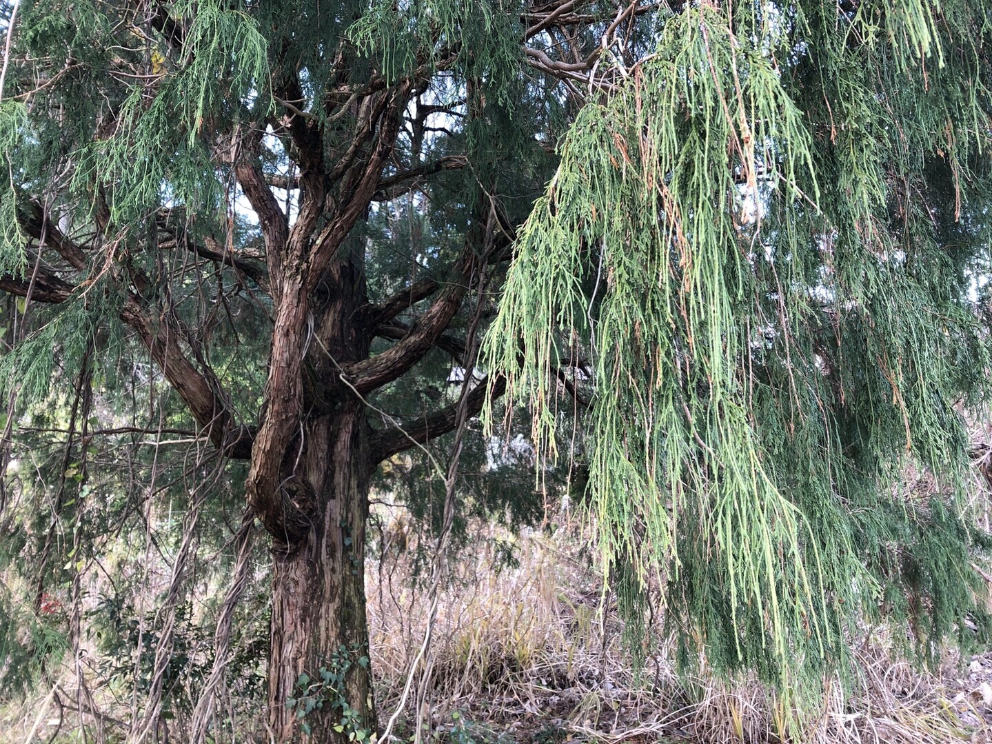 高坂山 七尾市 氷見市県境の山 能登半島南部の写真43枚目 ネズコ ヒノキ科４兄弟の一つ 樹形か Yamap ヤマップ