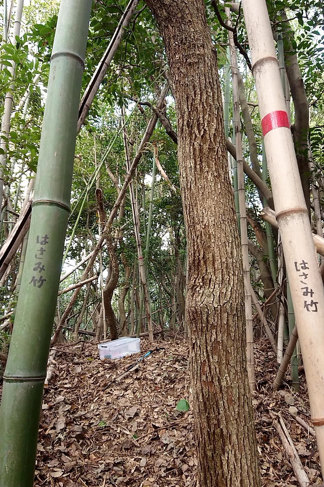 立花山・三日月山・城ノ越山 「はさみ岩」とか「針穴」とかあるじゃないか！ならば「はさみ竹」もあっていいのだ！