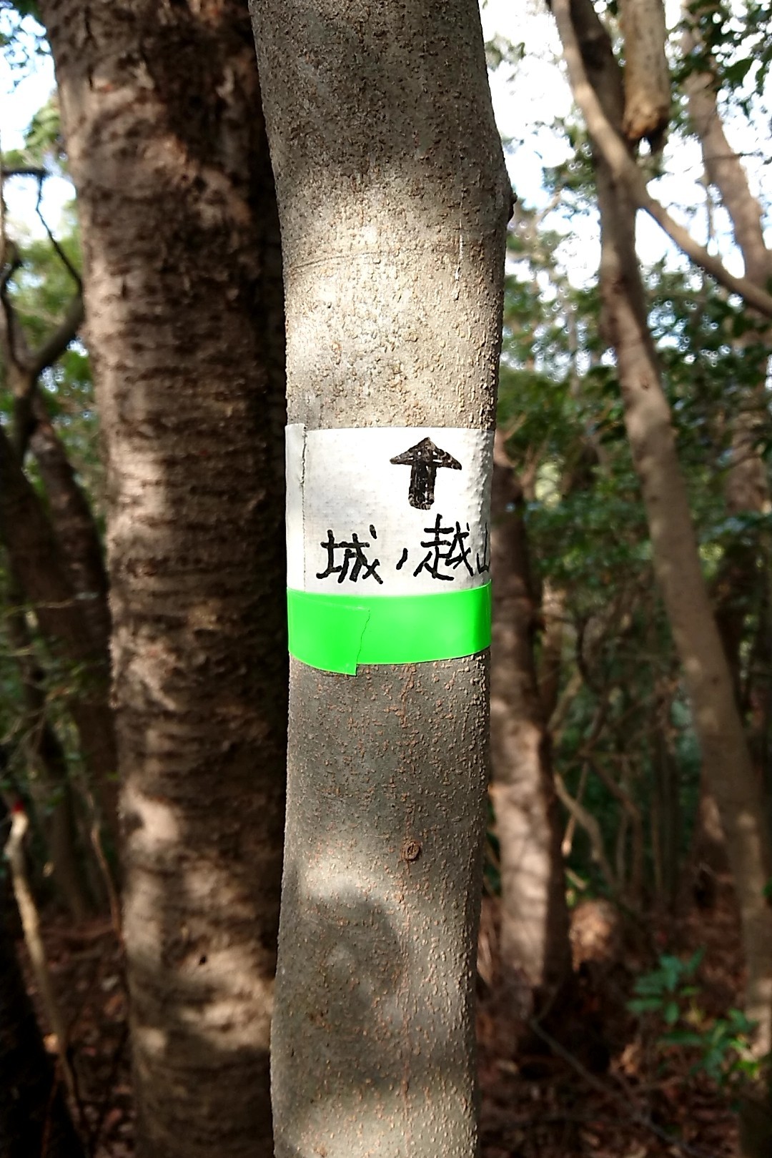 立花山・三日月山・城ノ越山 緑のテープも増えている。夜光色でなんかいい！