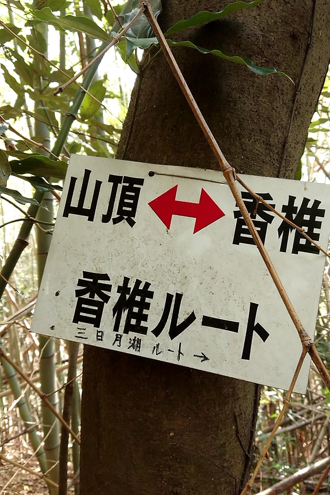 立花山・三日月山・城ノ越山 香椎ルートの竹林はかなり荒れていた。今日はノコギリとか持ってきてないんだ。