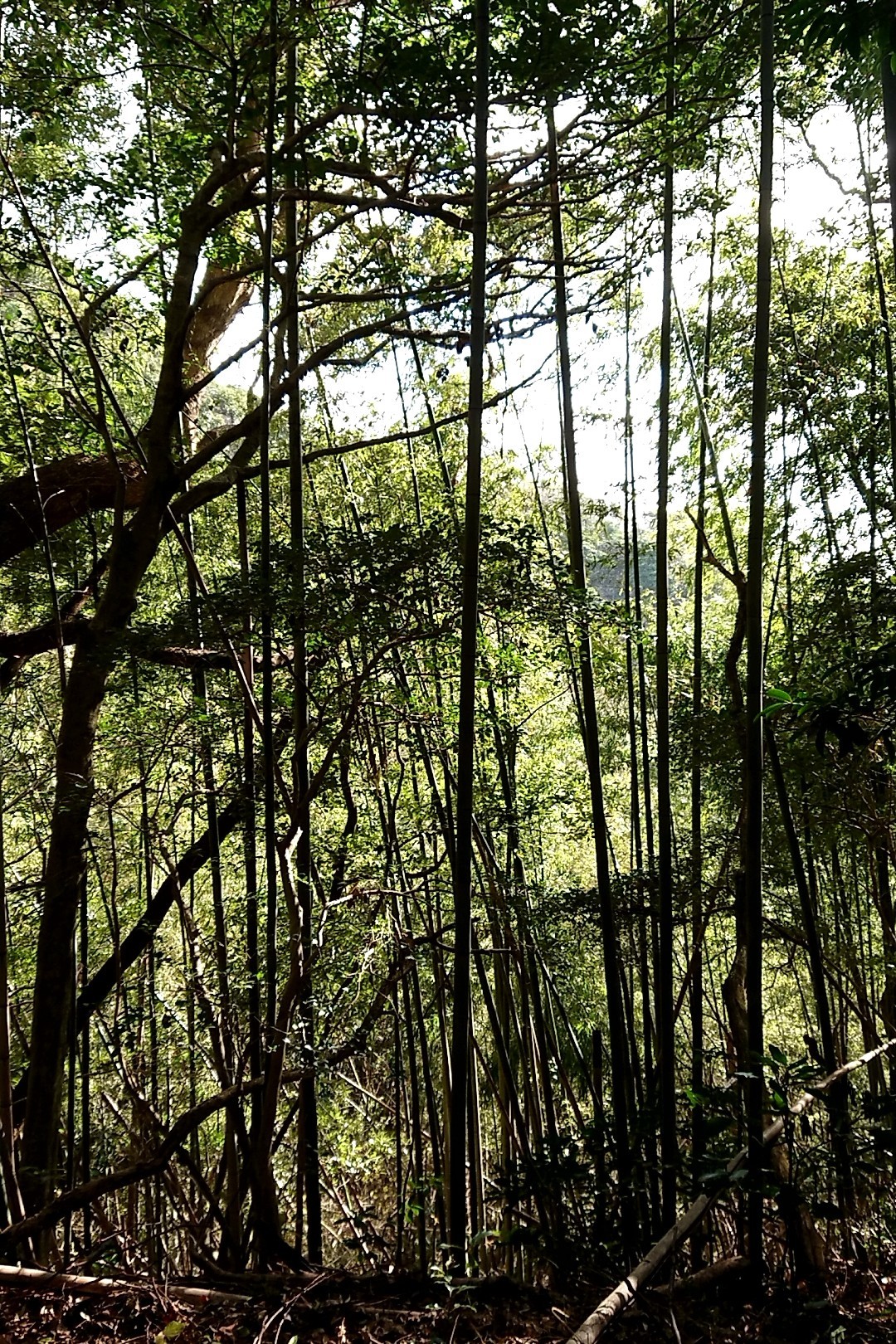 立花山・三日月山・城ノ越山 南側の竹林の緑が美しかった！😍