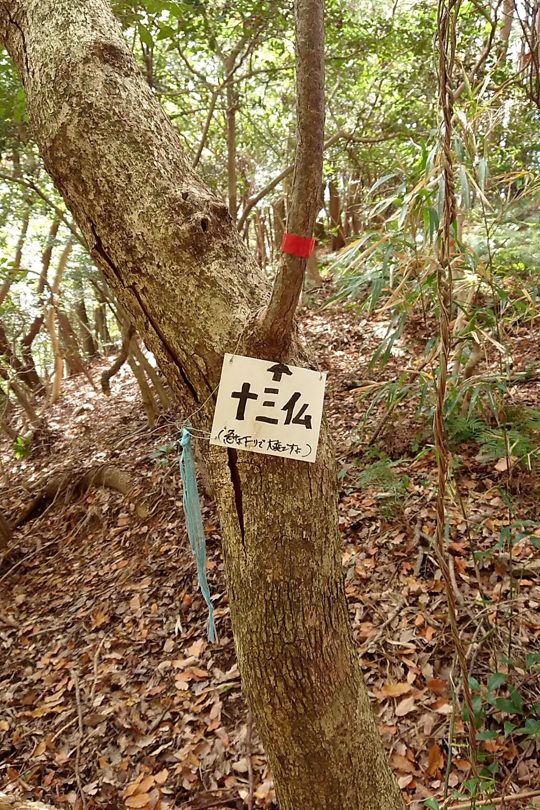 立花山・三日月山・城ノ越山 夢で新垣結衣とここから十三仏ルートの激坂をおりていったんだ。