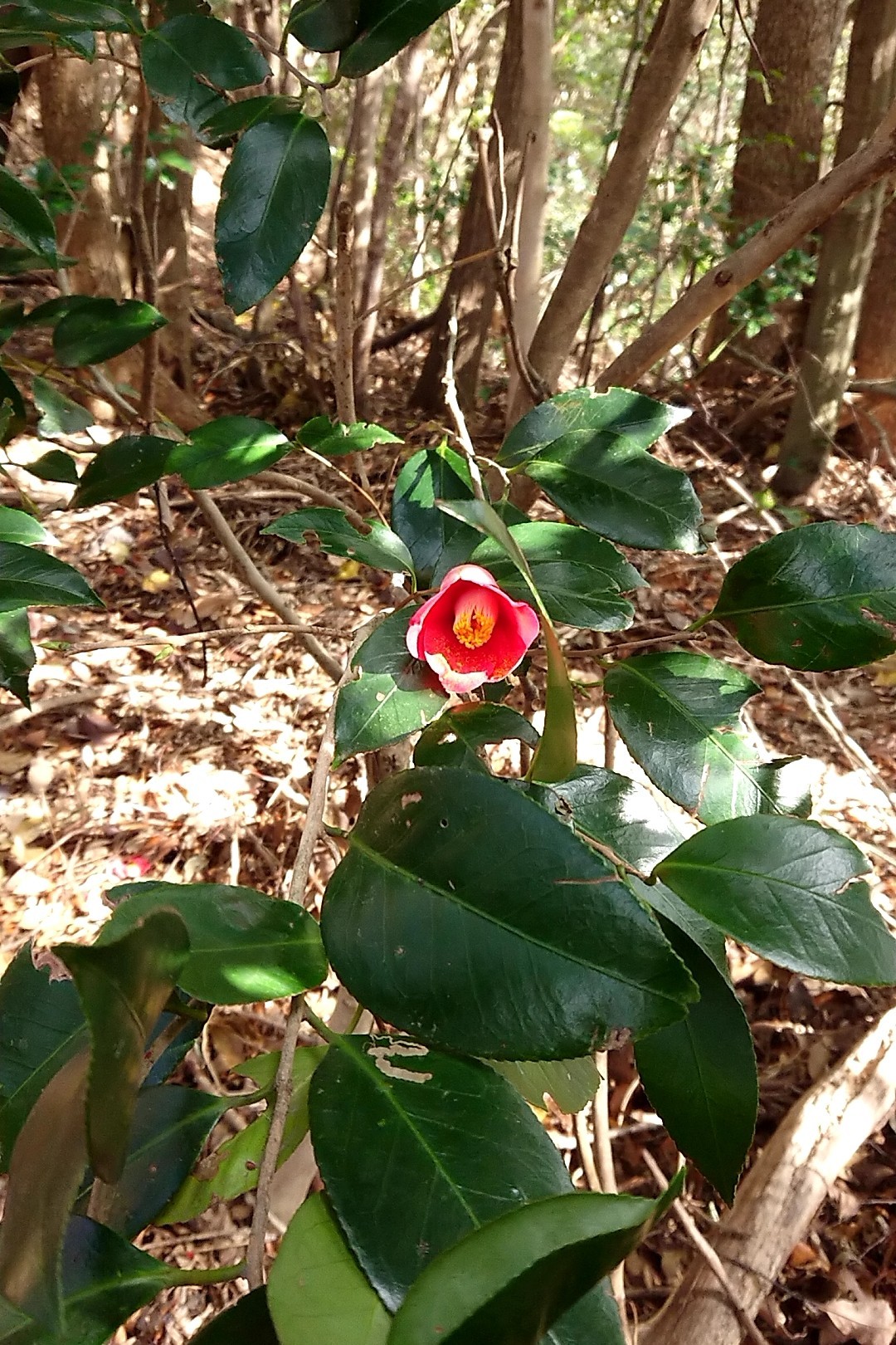 立花山・三日月山・城ノ越山 落下していない椿。城ノ越山の椿の美しさ。