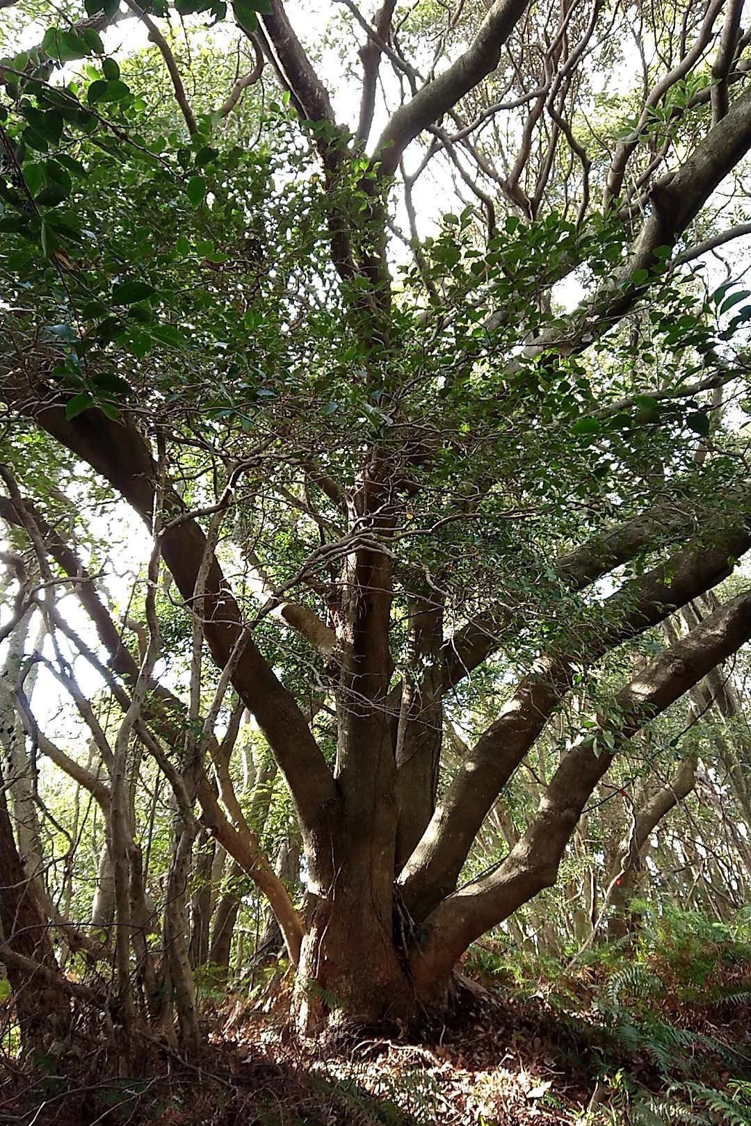 立花山・三日月山・城ノ越山 橿日岳手前のこの巨木は魅力的だぜ！