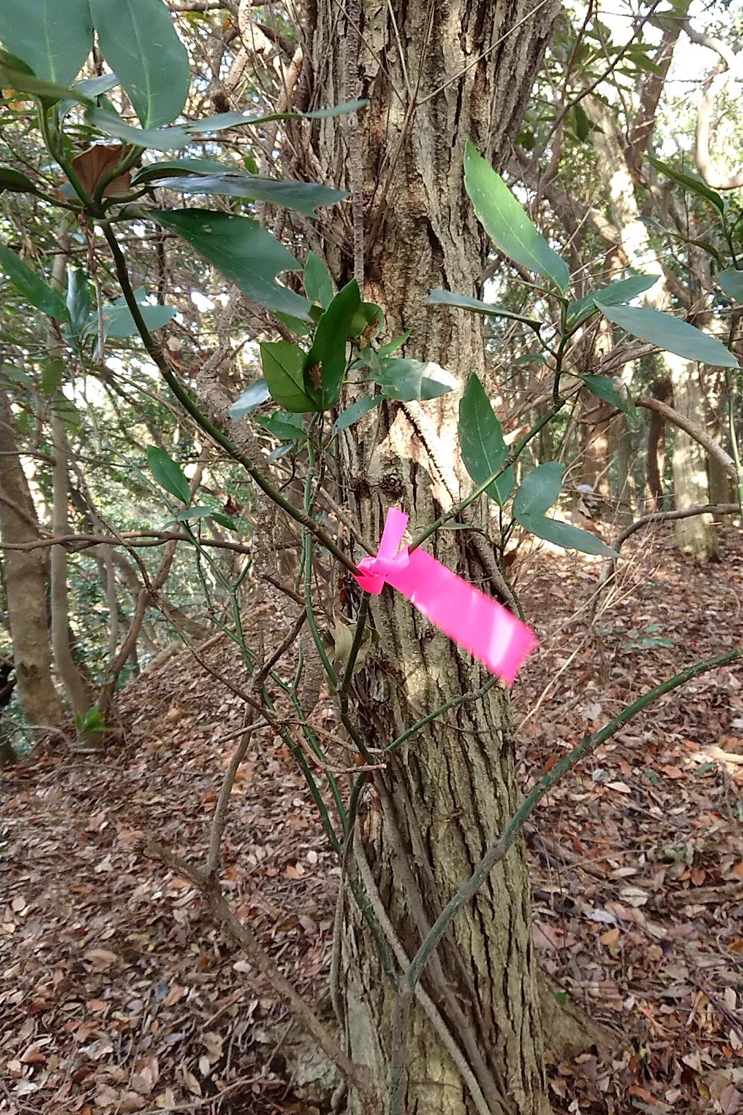立花山・三日月山・城ノ越山 はま3さん、ありがとうございます！😍