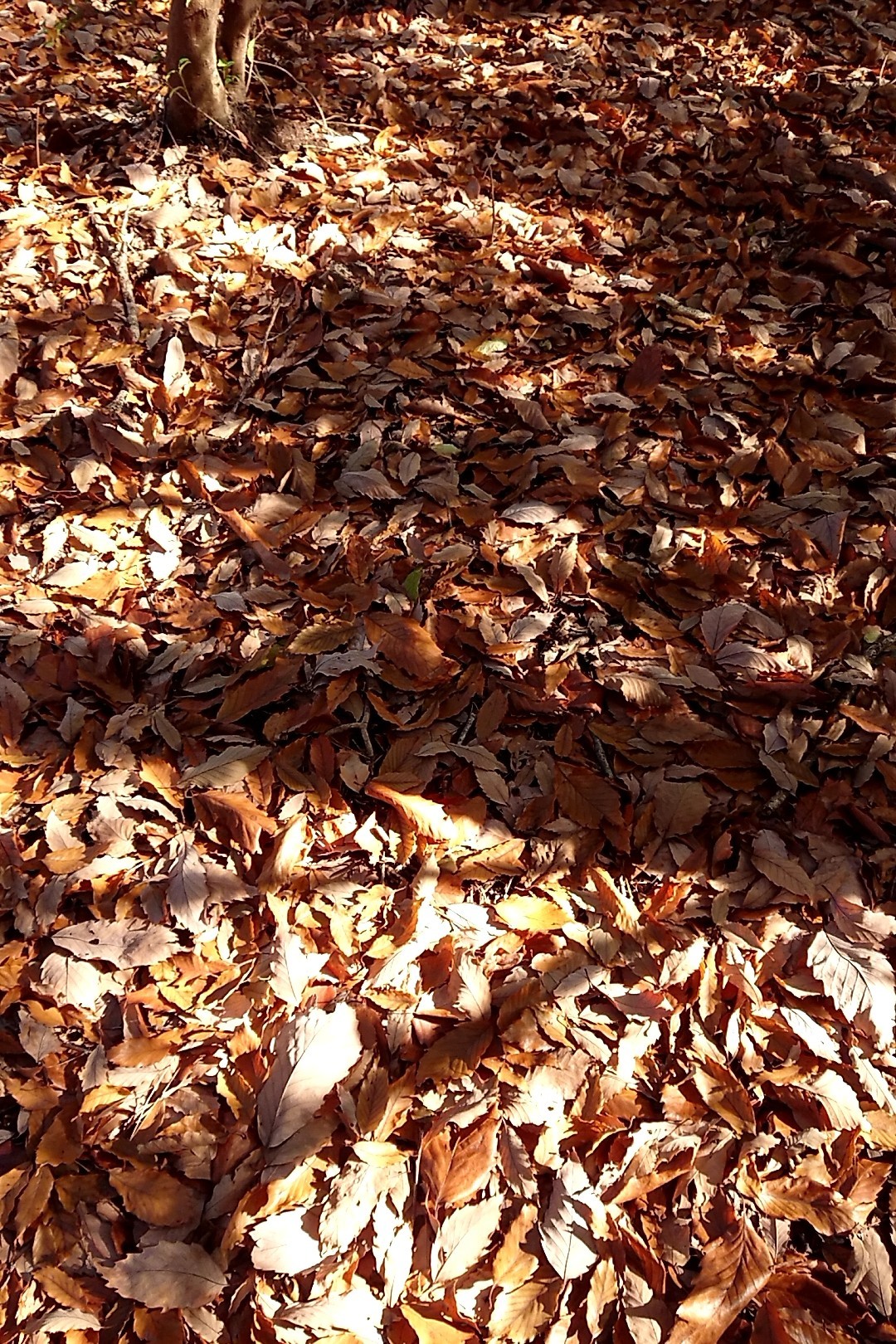 立花山・三日月山・城ノ越山 落ち葉、枯れ葉がとにかく綺麗だった！