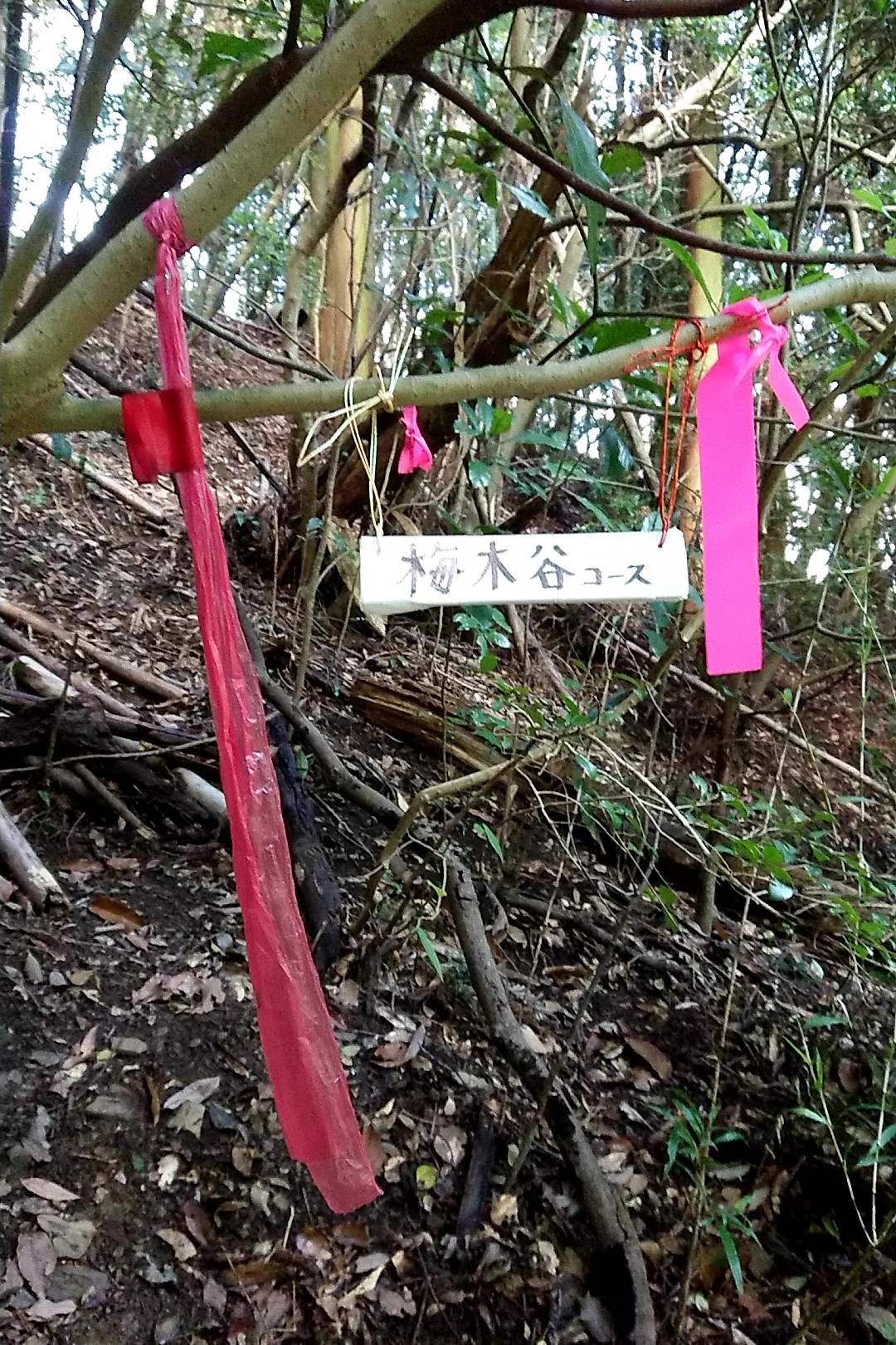 立花山・三日月山・城ノ越山 梅木谷コースのとりつき標識をありがとうございます。これ、助かります