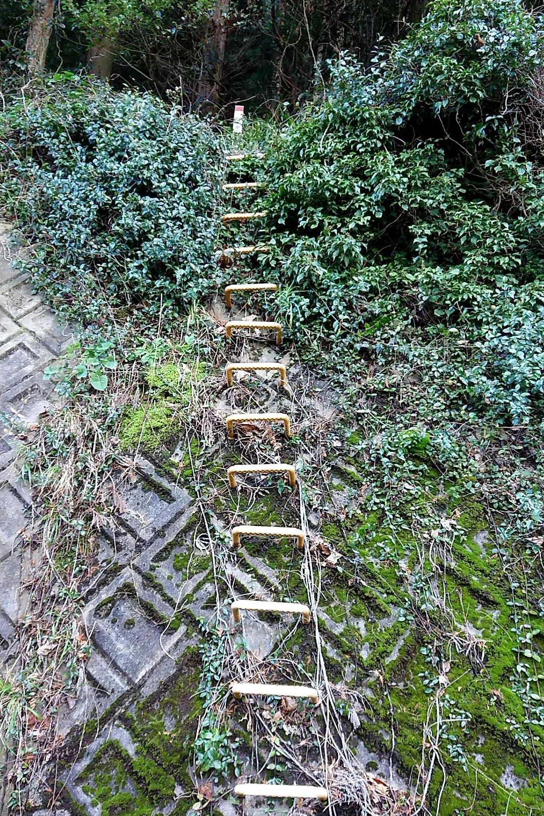 立花山・三日月山・城ノ越山 いつもの「幸せの黄色い梯子」をのぼり、みどりが丘三丁目の登山口に出る。ああ、疲れた。それにしても師走の城ノ越山は素晴らしい！