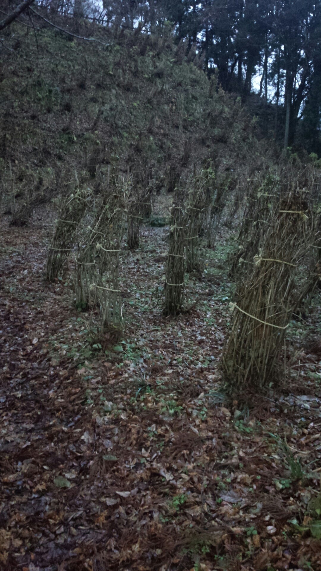 飲んだら登れ 登らば飲むな護摩堂山 たへもんさんの田上町の活動日記 Yamap ヤマップ