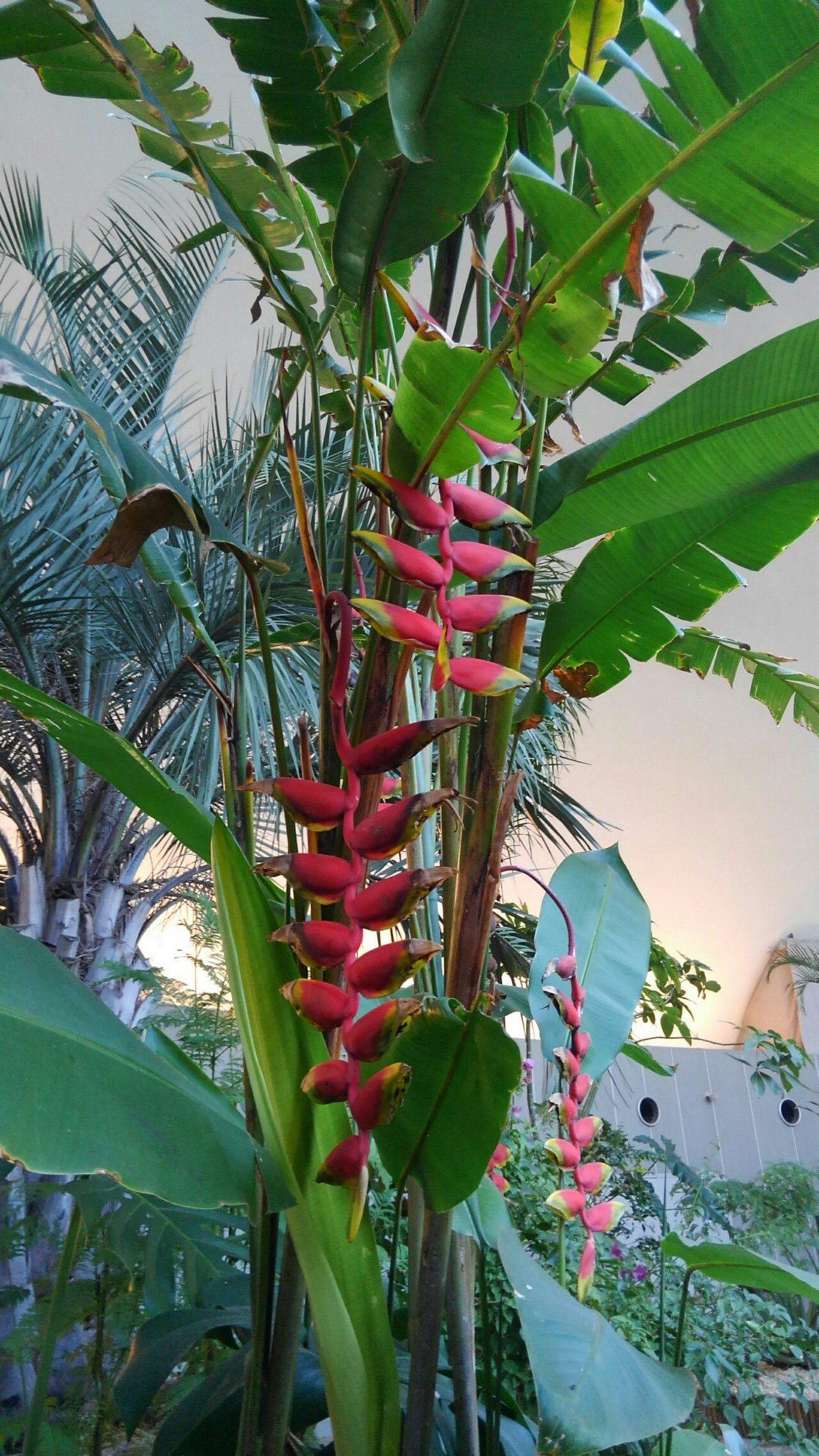 七大陸植物園に行きました こっこさんの 公式 福岡市 防災情報含む の活動日記 Yamap ヤマップ