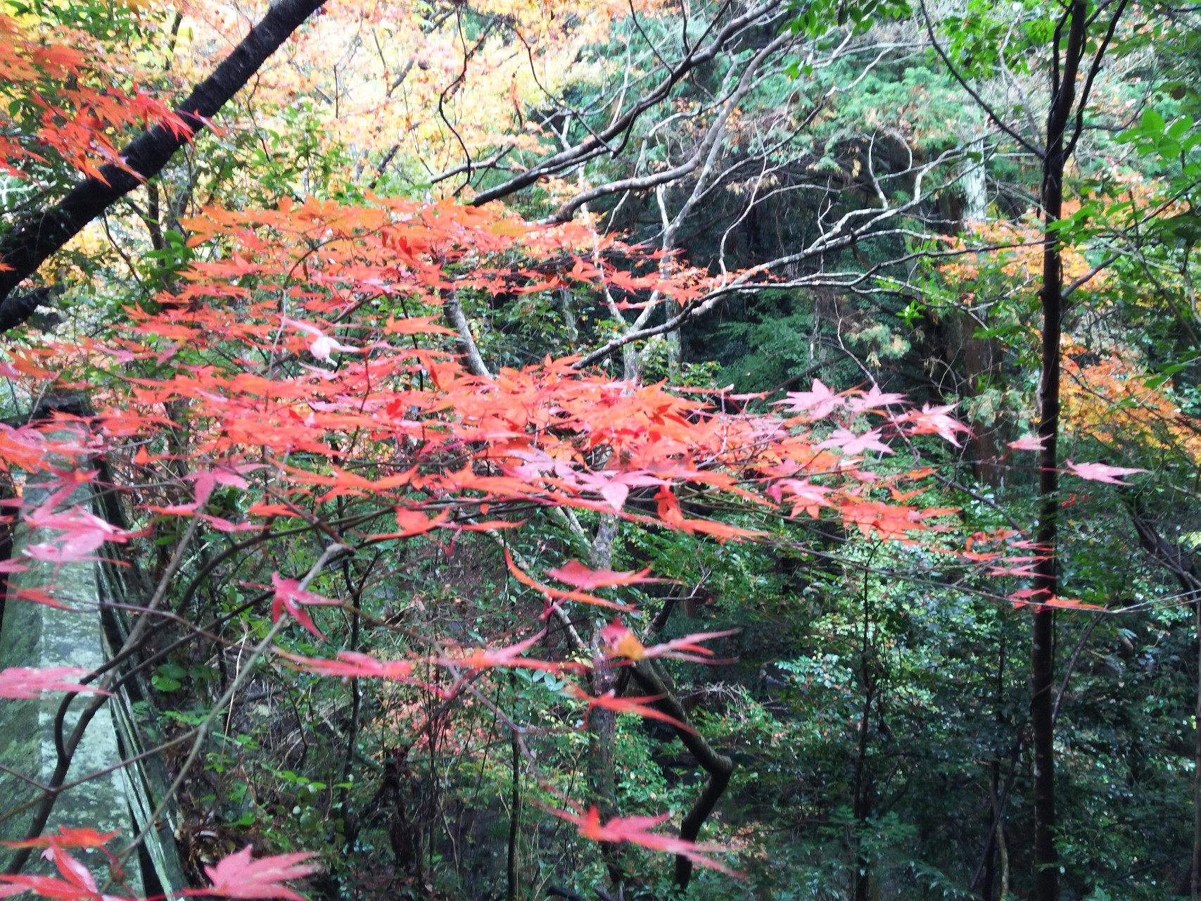 白馬渓 マウントカズさんの鎮南山の活動データ Yamap ヤマップ