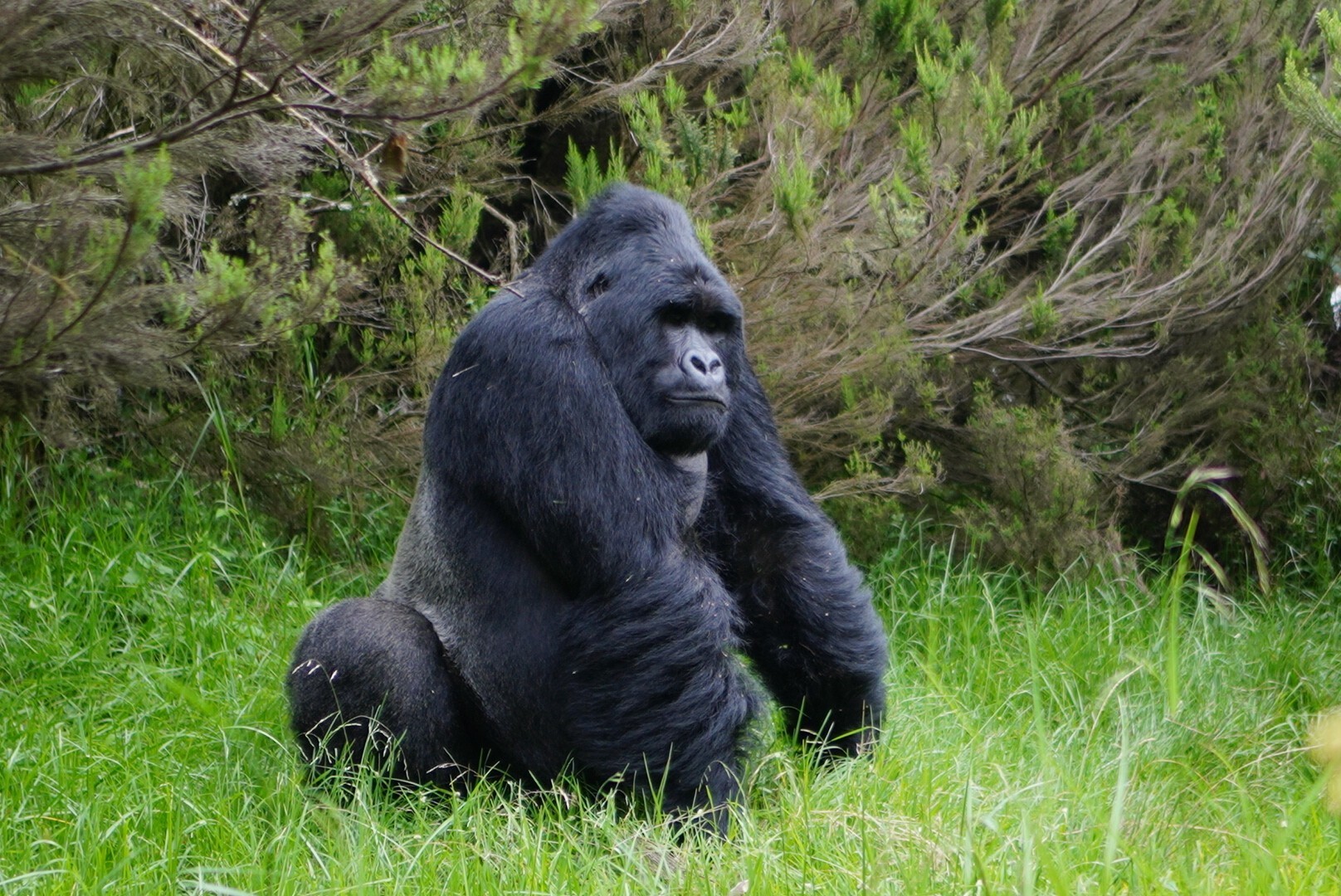 野生のマウンテンゴリラに逢えた Ta2さんのキリマンジャロの活動データ Yamap ヤマップ