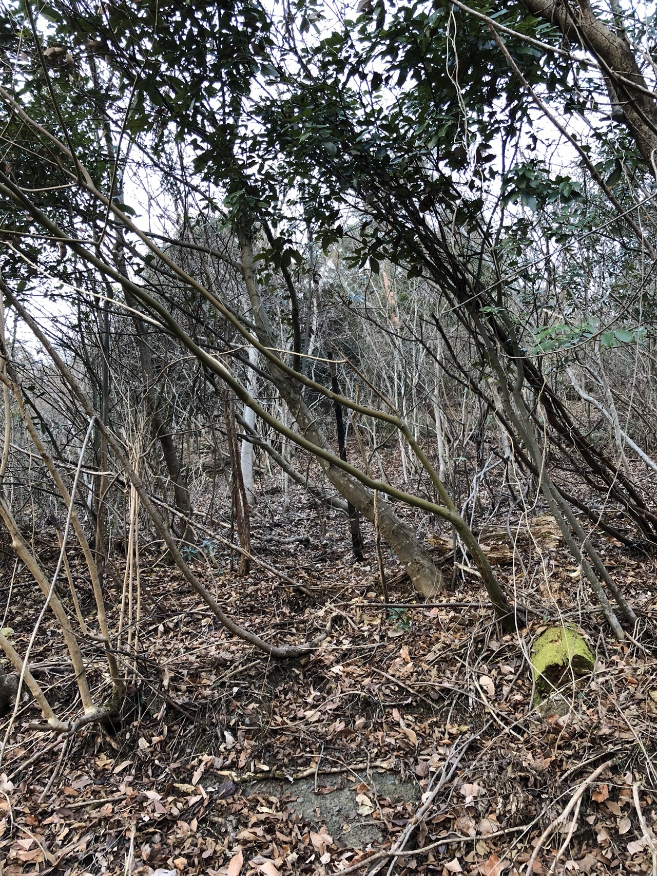 岩殿山 稚児落としを探して2往復 めっちょさんの雁ヶ腹摺山 岩殿山の活動日記 Yamap ヤマップ