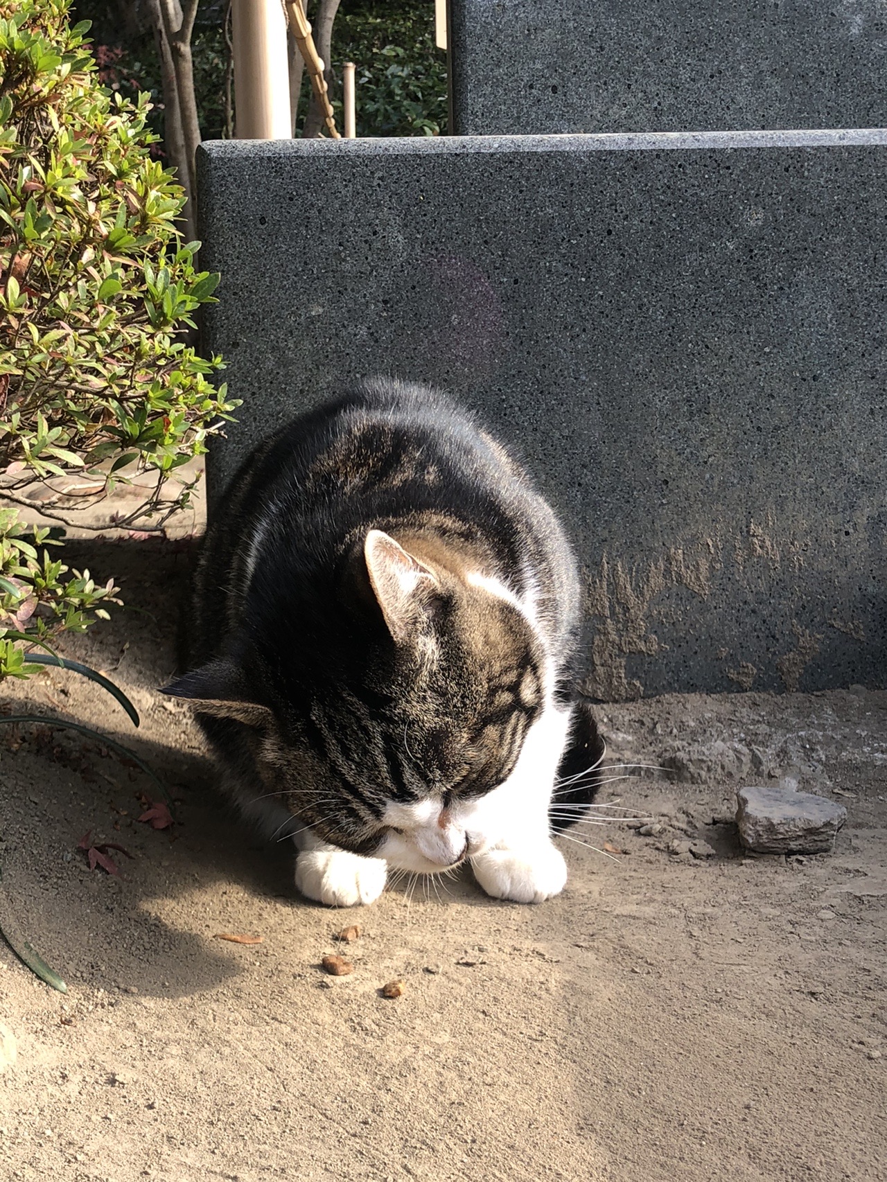 鎌倉天園ハイキング 12 01 とらきちさんのハイキングの活動データ Yamap ヤマップ