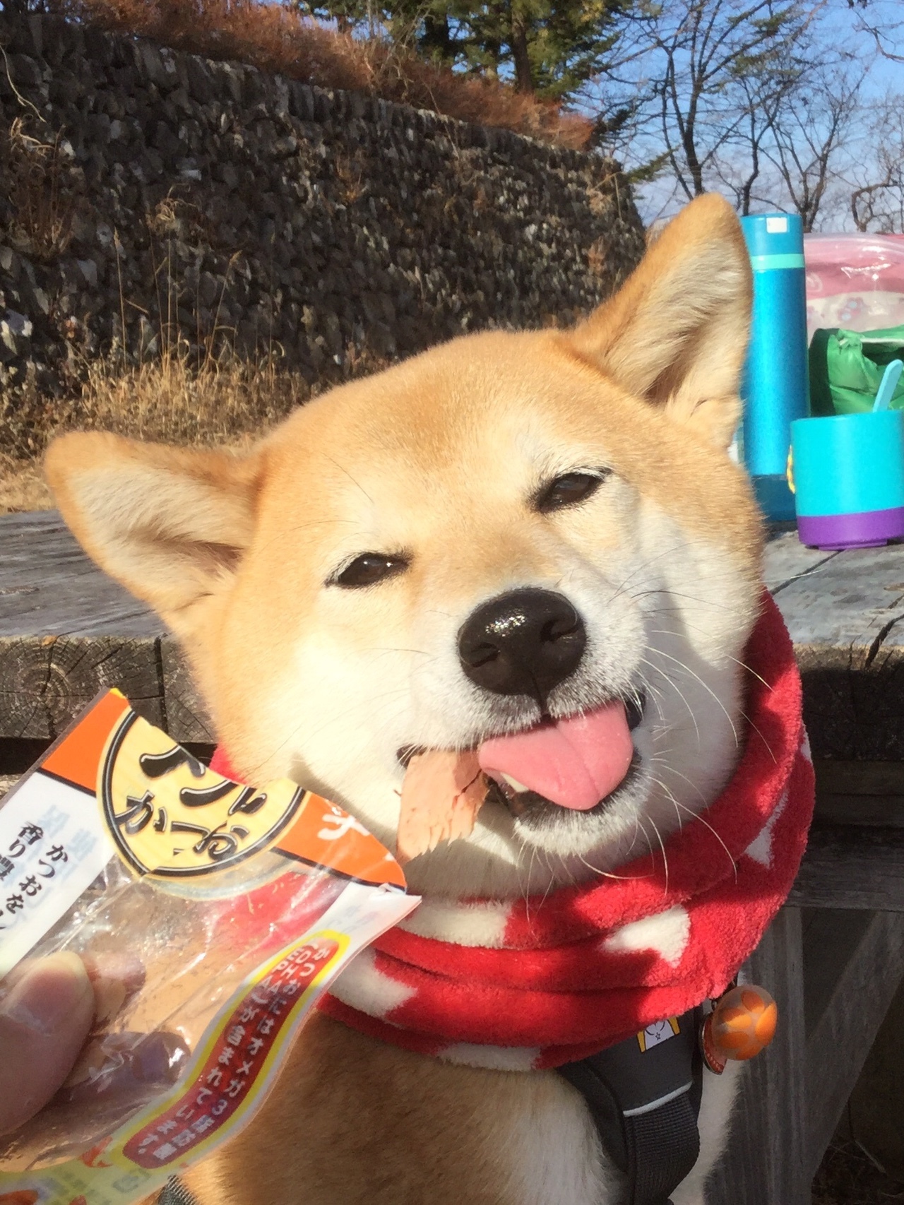 柴犬あんず 締めは お犬様の御嶽神社へ のろぞうさんの大岳山 御岳山 御前山の活動データ Yamap ヤマップ