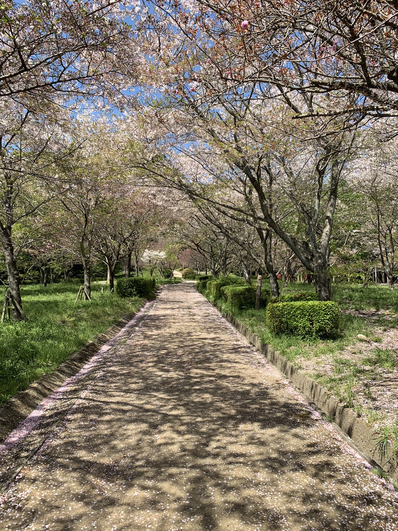 坂本八幡宮から 市民の森 花見散歩 Kazupikoさんの太宰府市の活動データ Yamap ヤマップ