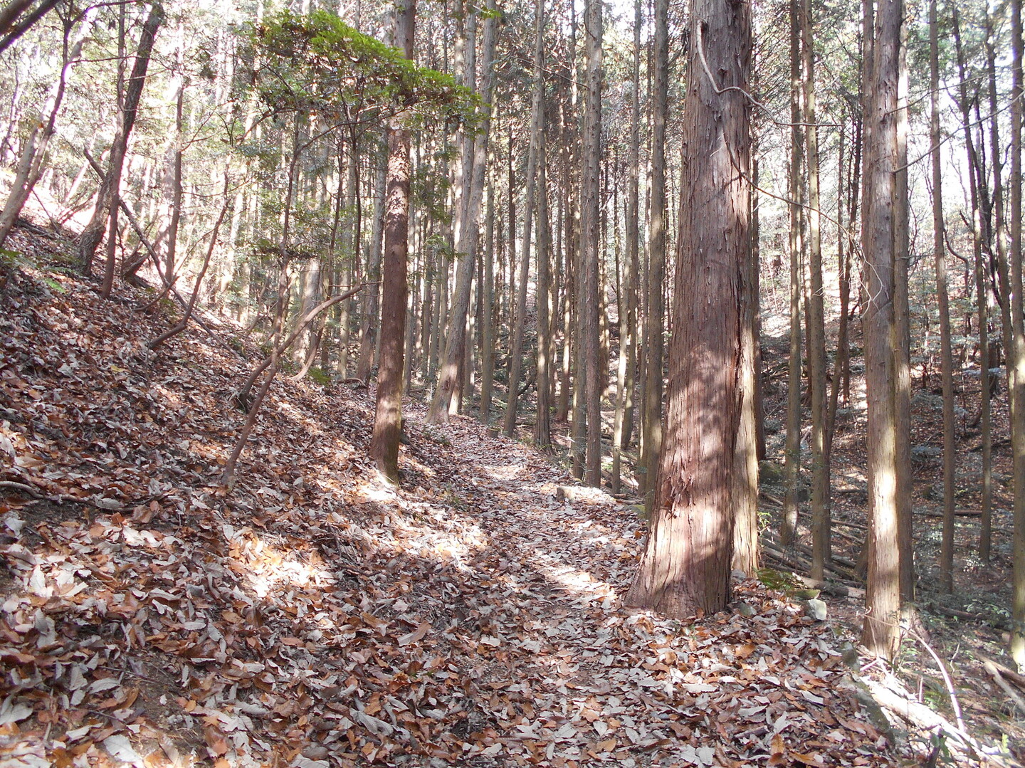 広嶺山 増井山 ヒロさんの姫路市の活動日記 Yamap ヤマップ
