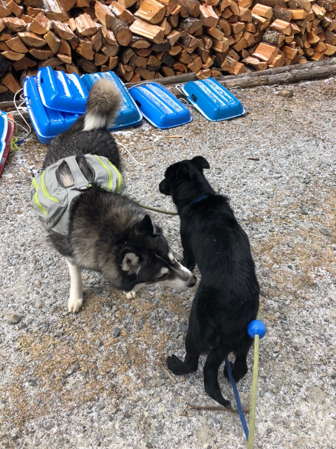 ルッツと奥様と入笠山お泊り山行 ルッツさんの入笠山の活動日記 Yamap ヤマップ