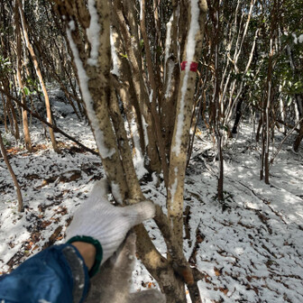 御伊勢山・雨乞山・相原山 盛大にスリップした。が、この若木に救われた…😅