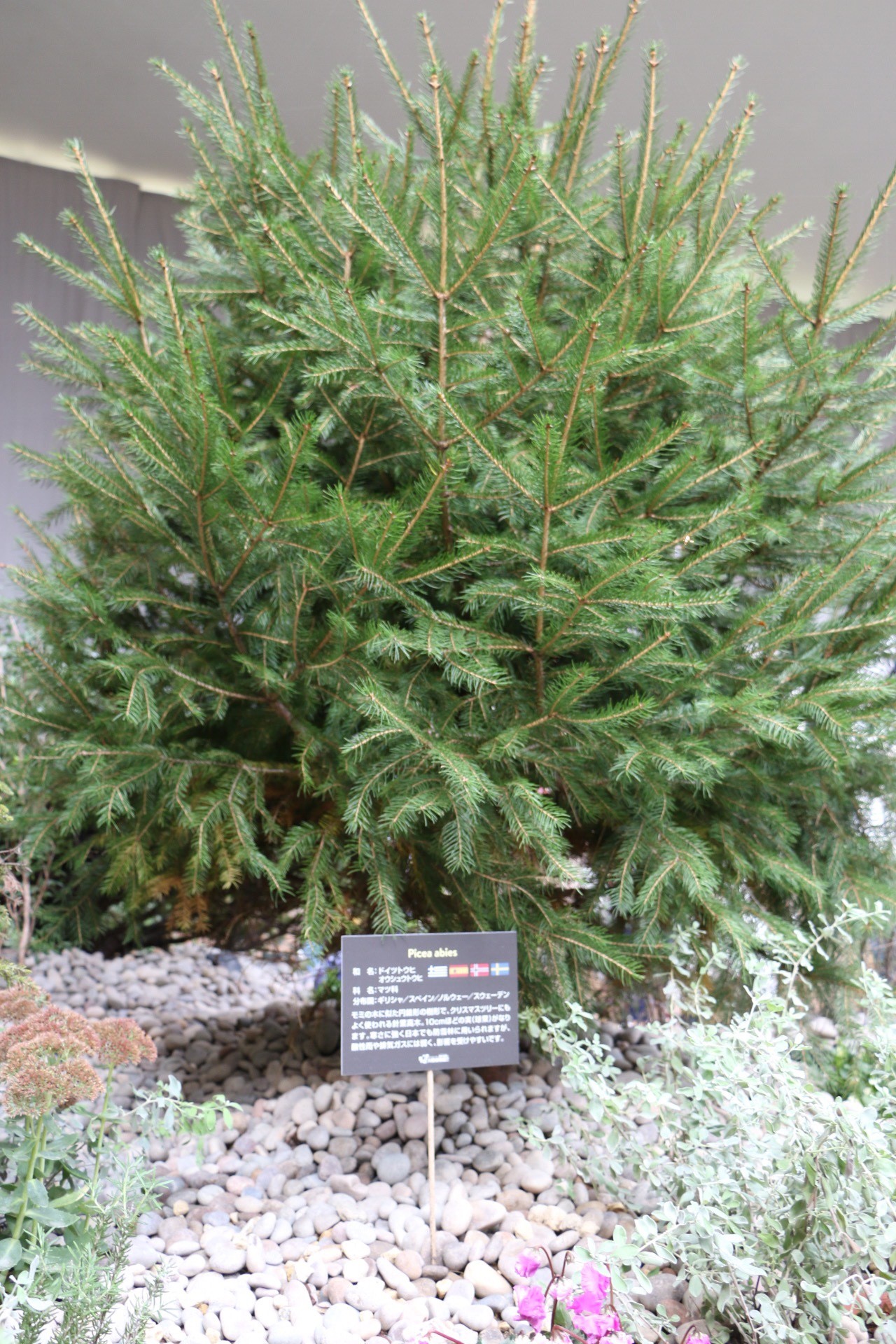 西畠清順 Sotaさんの 公式 福岡市 防災情報含む の活動日記 Yamap ヤマップ