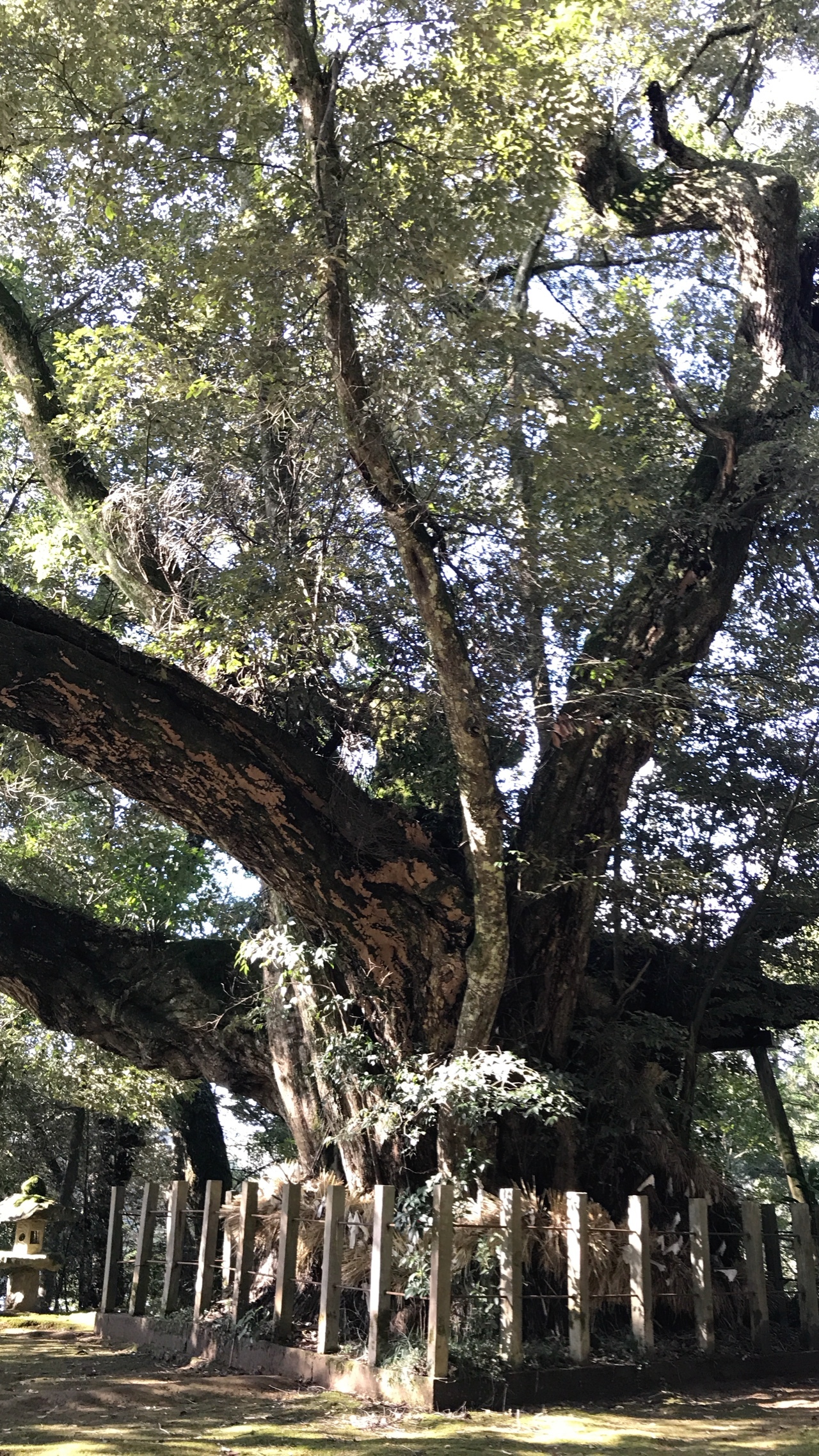 星上山 松江市 ツカッチさんの松江市の活動日記 Yamap ヤマップ