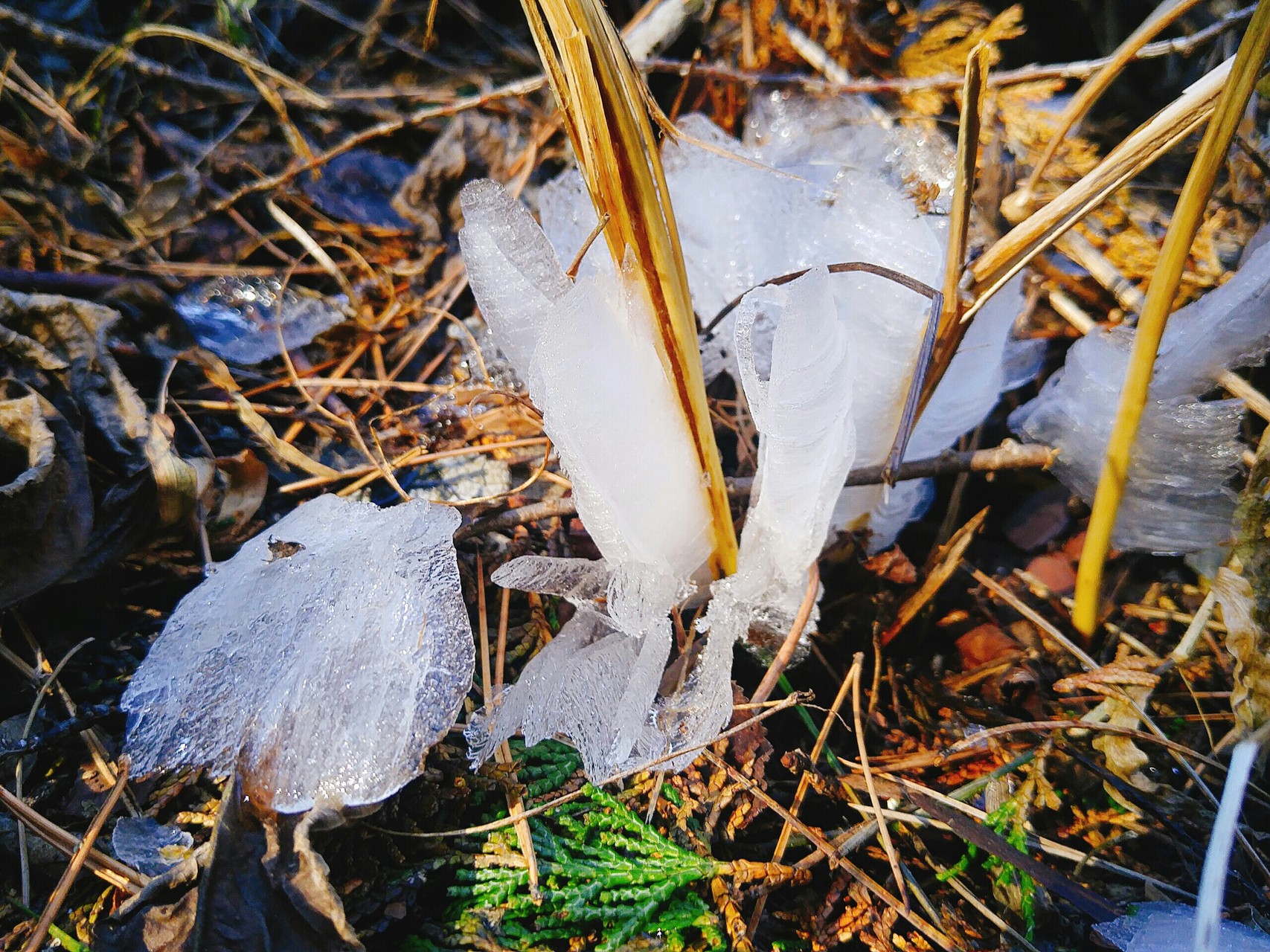 ﾔﾏﾉｽｽﾒ56合目 高尾山ー陣馬山縦走 逆ルート ぽいっさんの高尾山 陣馬山 景信山の活動データ Yamap ヤマップ