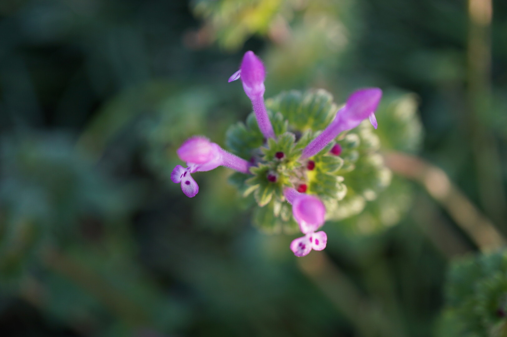 白い妖精 白いホトケノザを探して 飛べない雀さんの久留米市の活動日記 Yamap ヤマップ