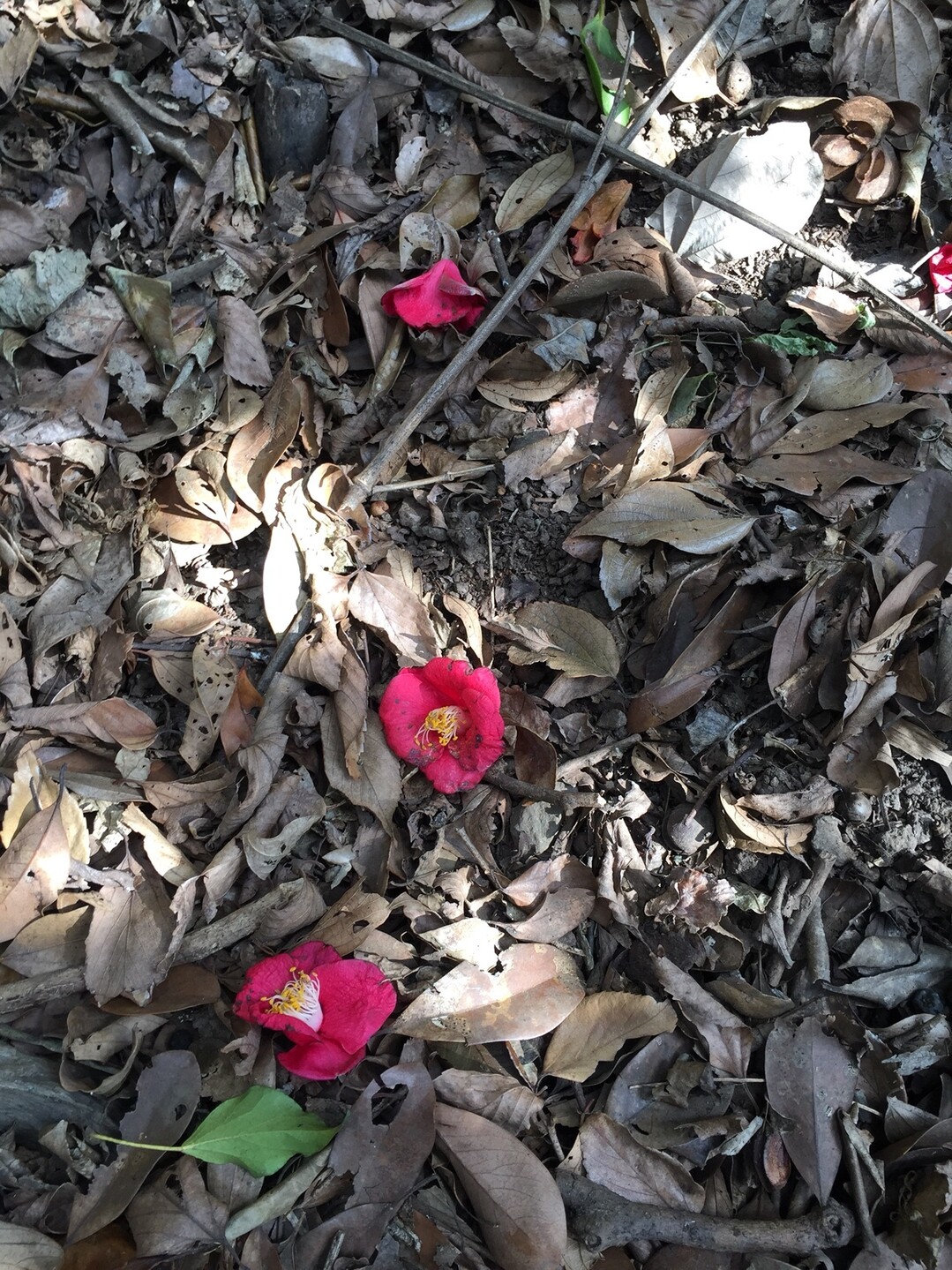 おばせ里山 苅田アルプス 猪熊登山口 高城山 苅田町 苅田アルプスの写真26枚目 椿と山茶花 サザンカ の見分け方を山友 Yamap ヤマップ