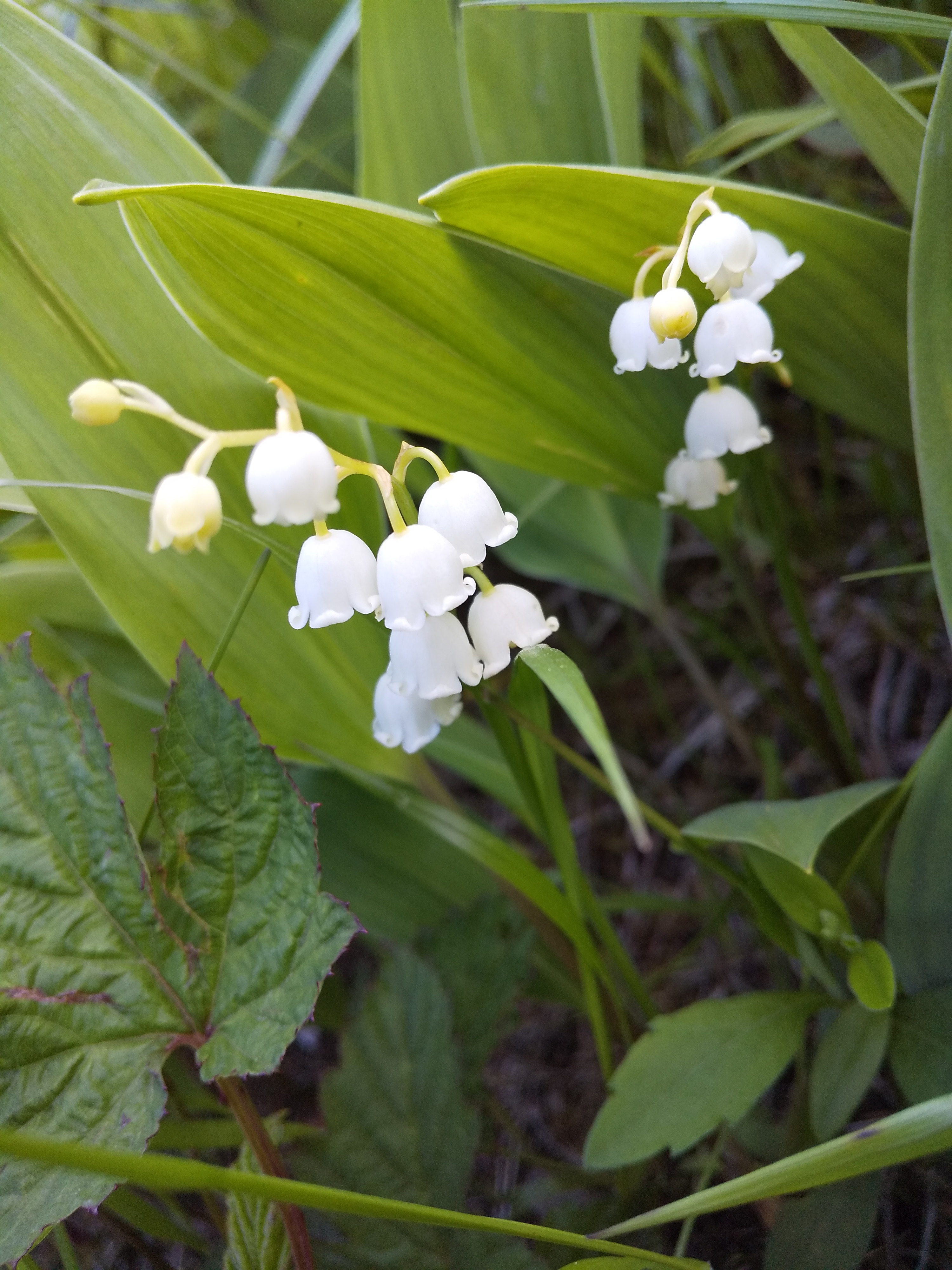 無料 とゴンドラでgo 入笠山 Quest Of スズラン Andyさんの入笠山の活動データ Yamap ヤマップ