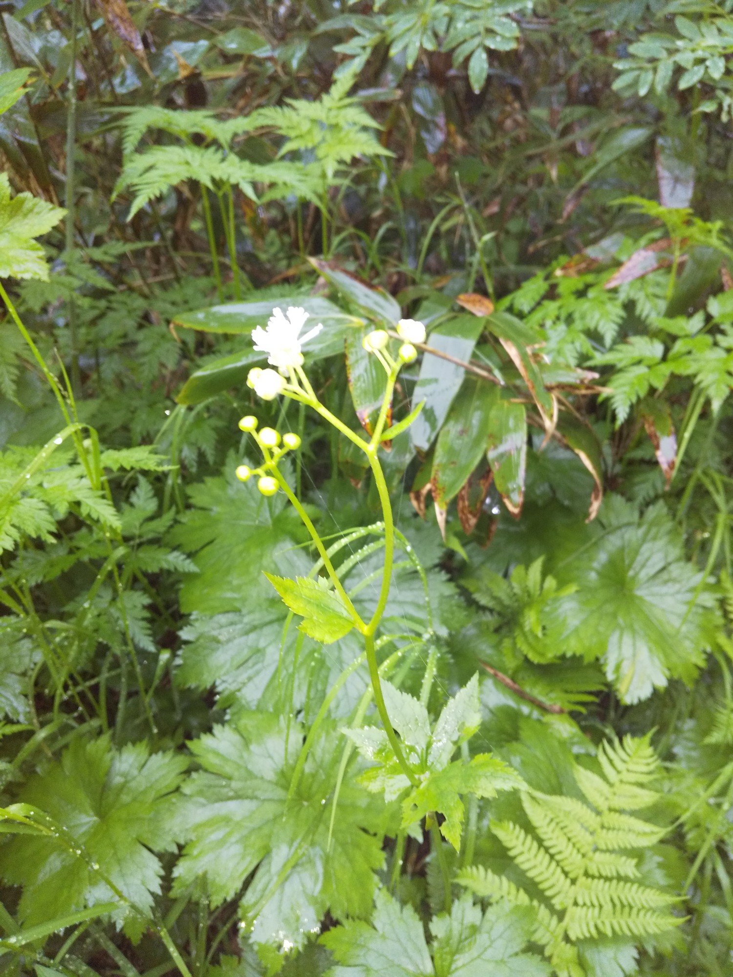 40年振りの父娘登山 白山 新旧 山比べ Aluminumさんの白山 別山 銚子ヶ峰の活動日記 Yamap ヤマップ