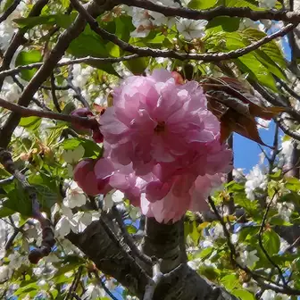 八重桜も咲き始めていました。