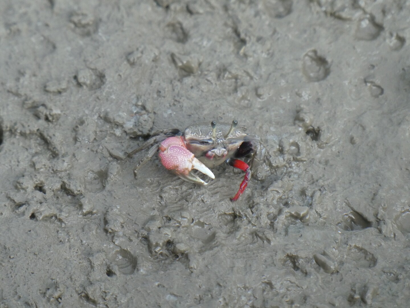 小城市芦刈 ムツゴロウ観察 Toshiyaさんの佐賀市の活動日記 Yamap ヤマップ