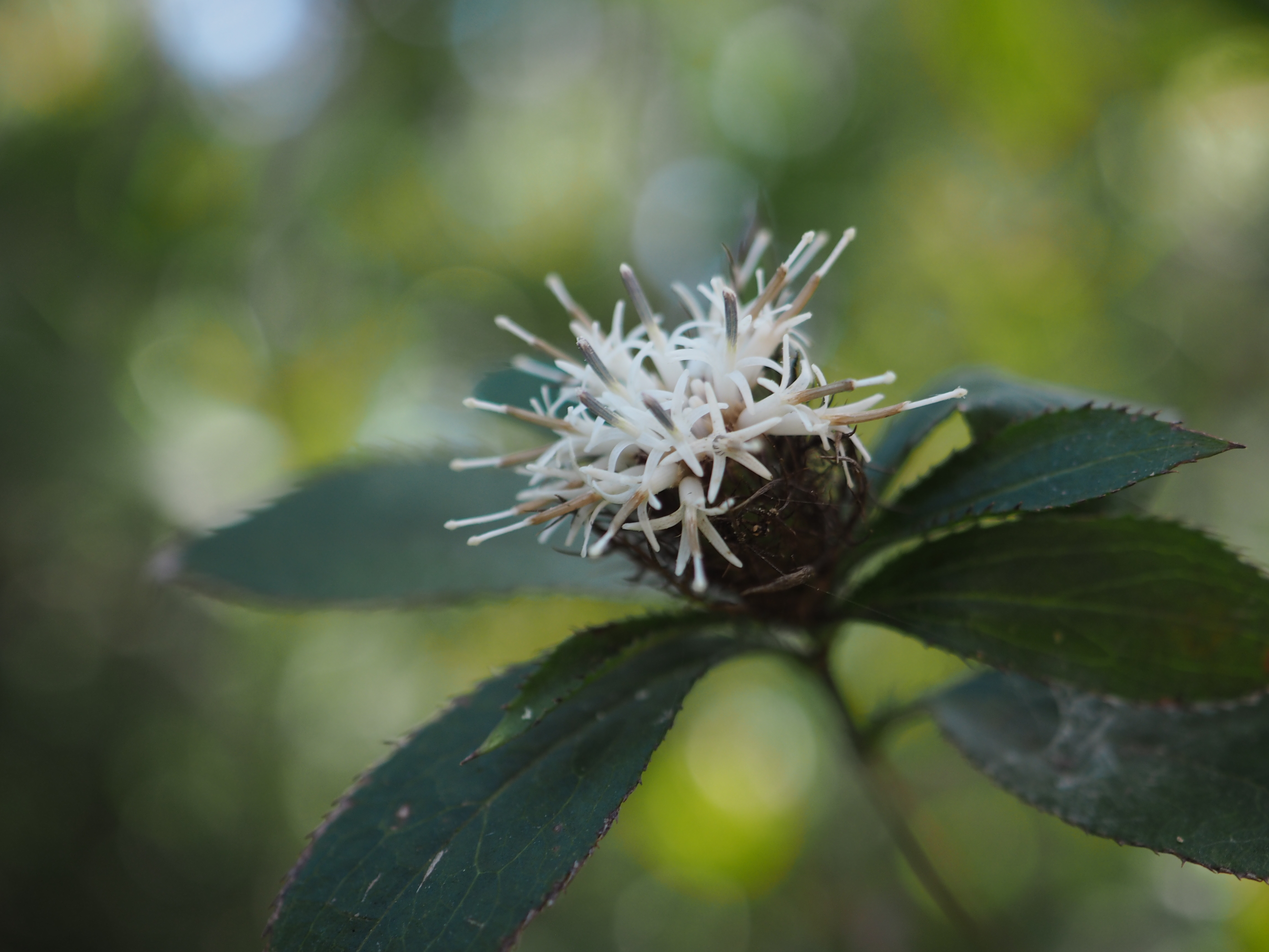 四王寺山のオケラの花 うらさんの四王寺山 大城山 大原山の活動データ Yamap ヤマップ