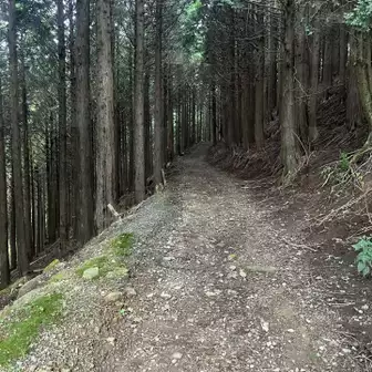 林道の様な登山道❓