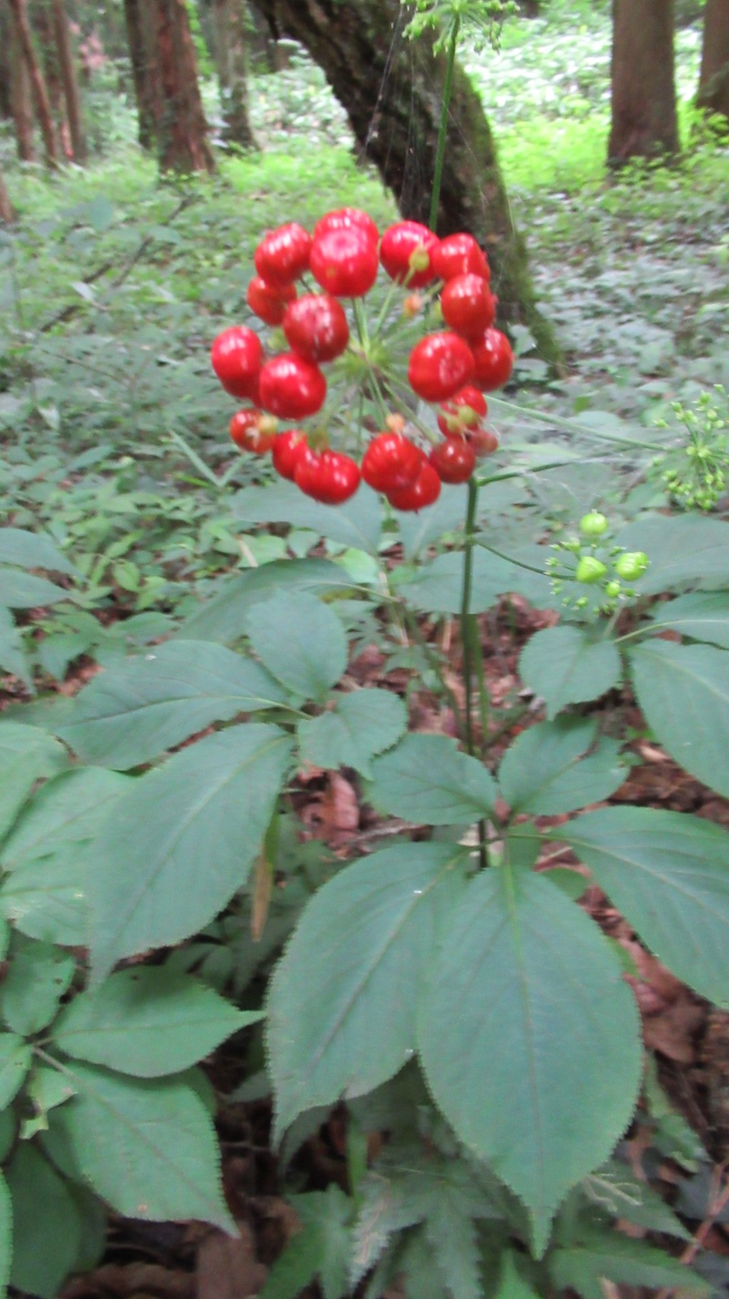 赤名湿原のカキラン 07 09 さんちょｔｂさんの大万木山 琴引山 弥山 指谷山 鯛ノ巣山の活動日記 Yamap ヤマップ