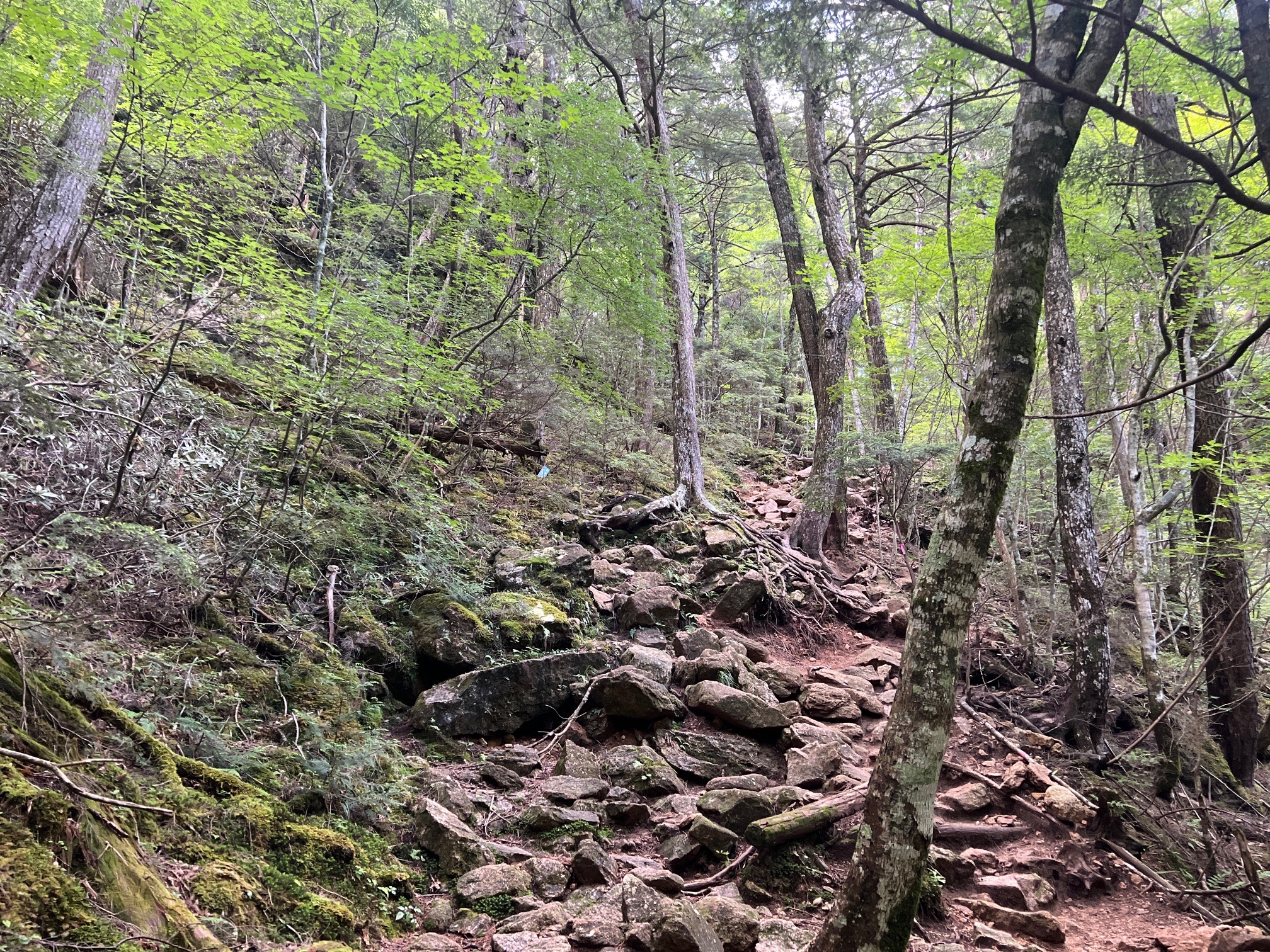 下りなりかけます。結構な急斜面、 登り返しを覚悟しました。