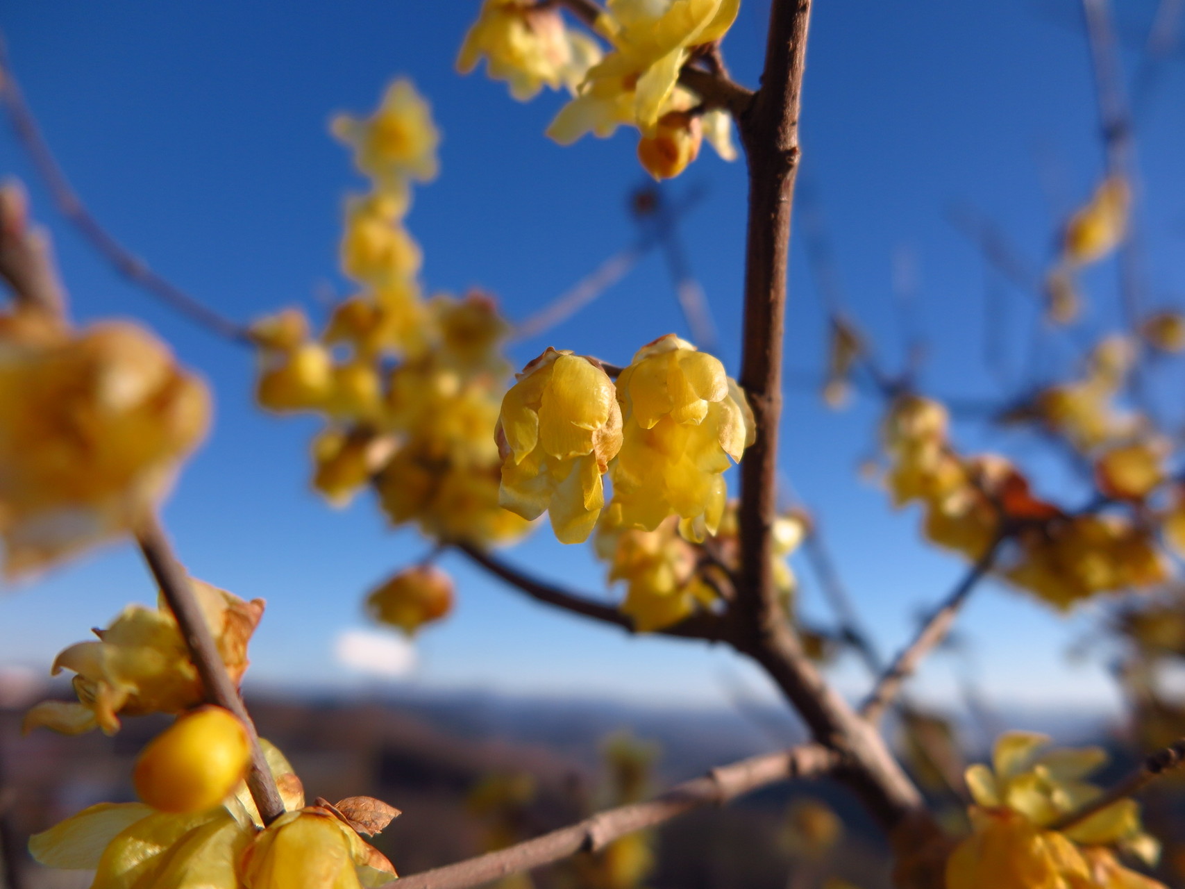 大小山 ユキさんの大小山 妙義山 西場富士の活動データ Yamap ヤマップ