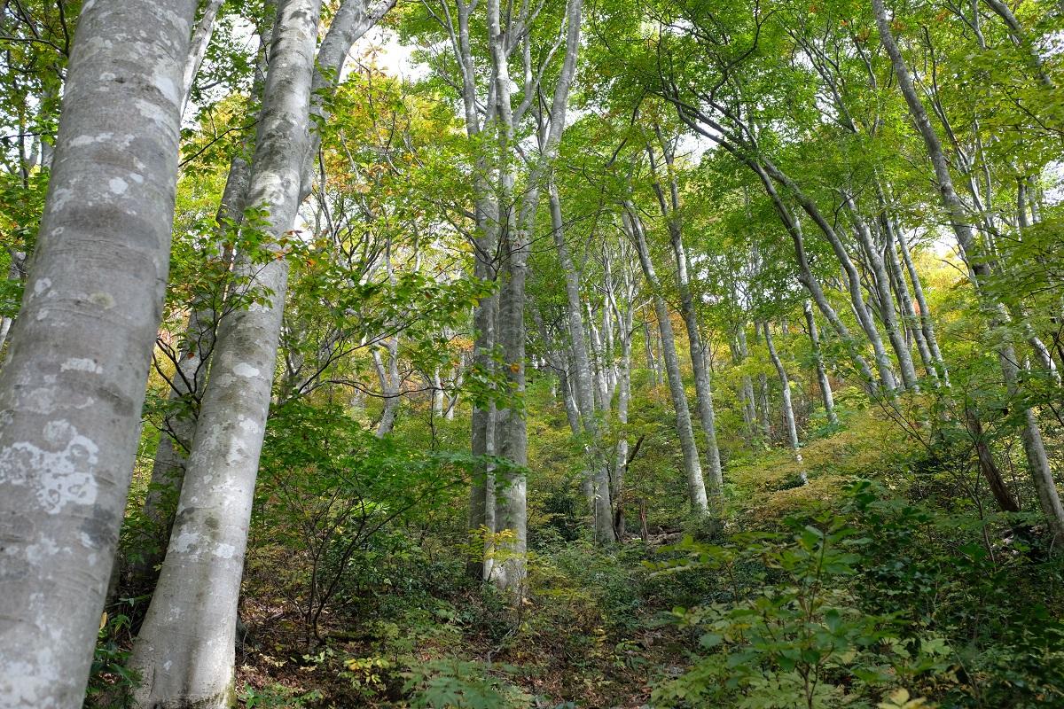 ’23・10・25 🏔 医王山、ブナ坂から / SMさんの医王山・白兀山・箱屋谷山の活動データ YAMAP / ヤマップ