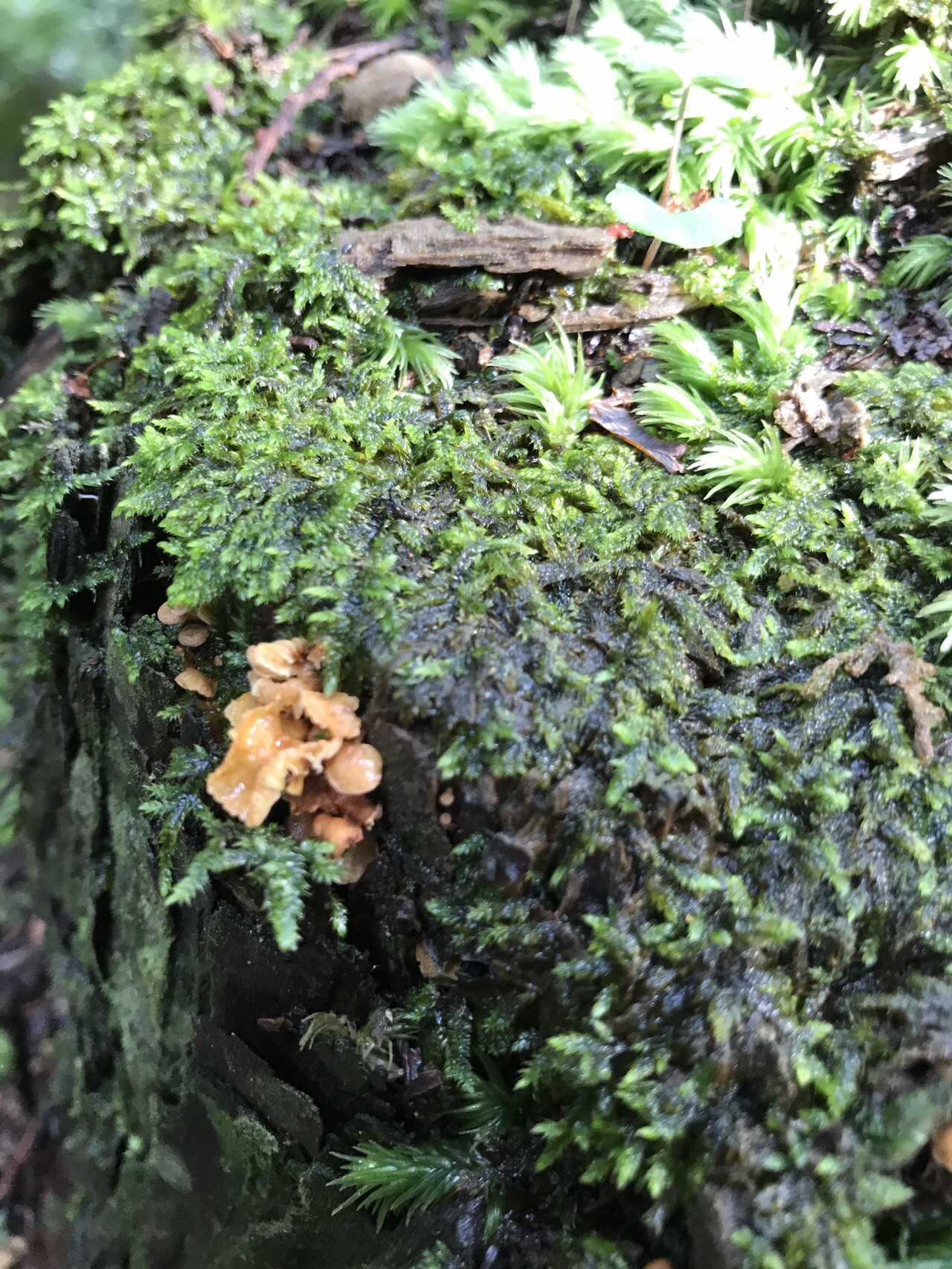 谷上山 愛媛森林公園 きのこ探訪 19 08 25 元気うさぎさんの谷上山の活動日記 Yamap ヤマップ