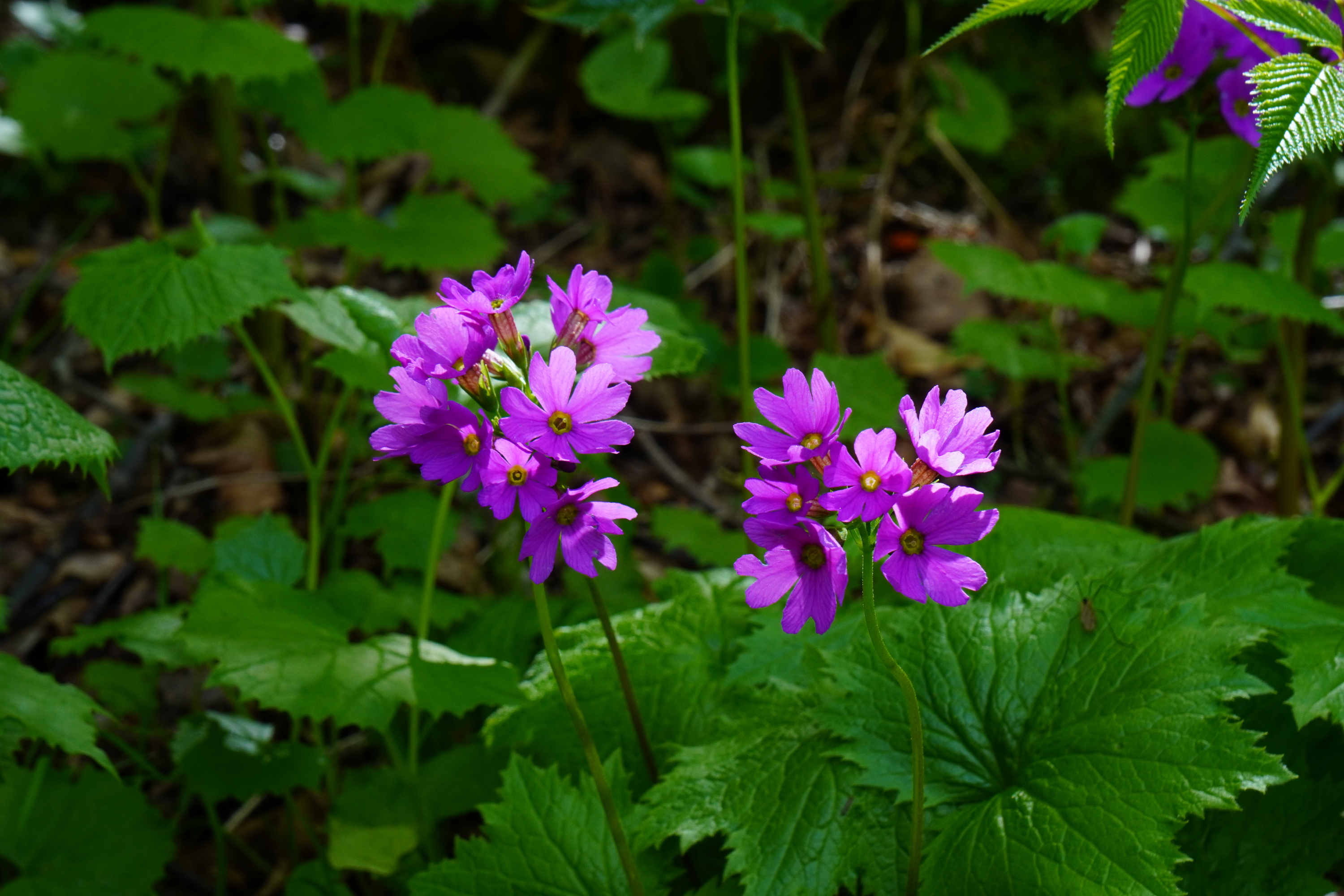 真山 毛無山 春風に載せられオオサクラソウまで Shunさんの男鹿半島の活動データ Yamap ヤマップ