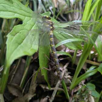 ワラビシドケトンボ