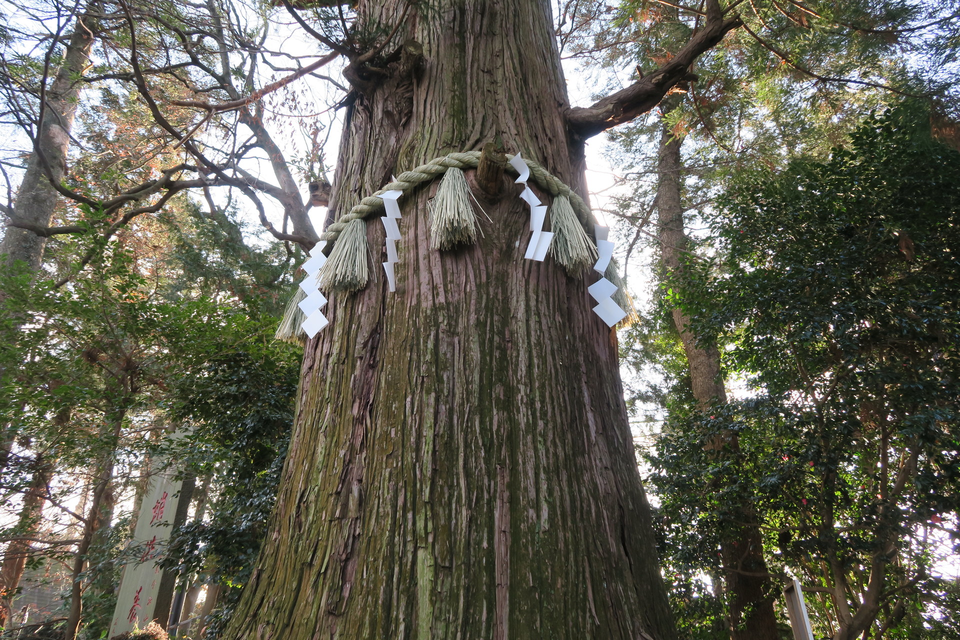 19年歩き初めー高尾山から陣馬山 いばらきのはまっこさんの高尾山 陣馬山 景信山の活動日記 Yamap ヤマップ